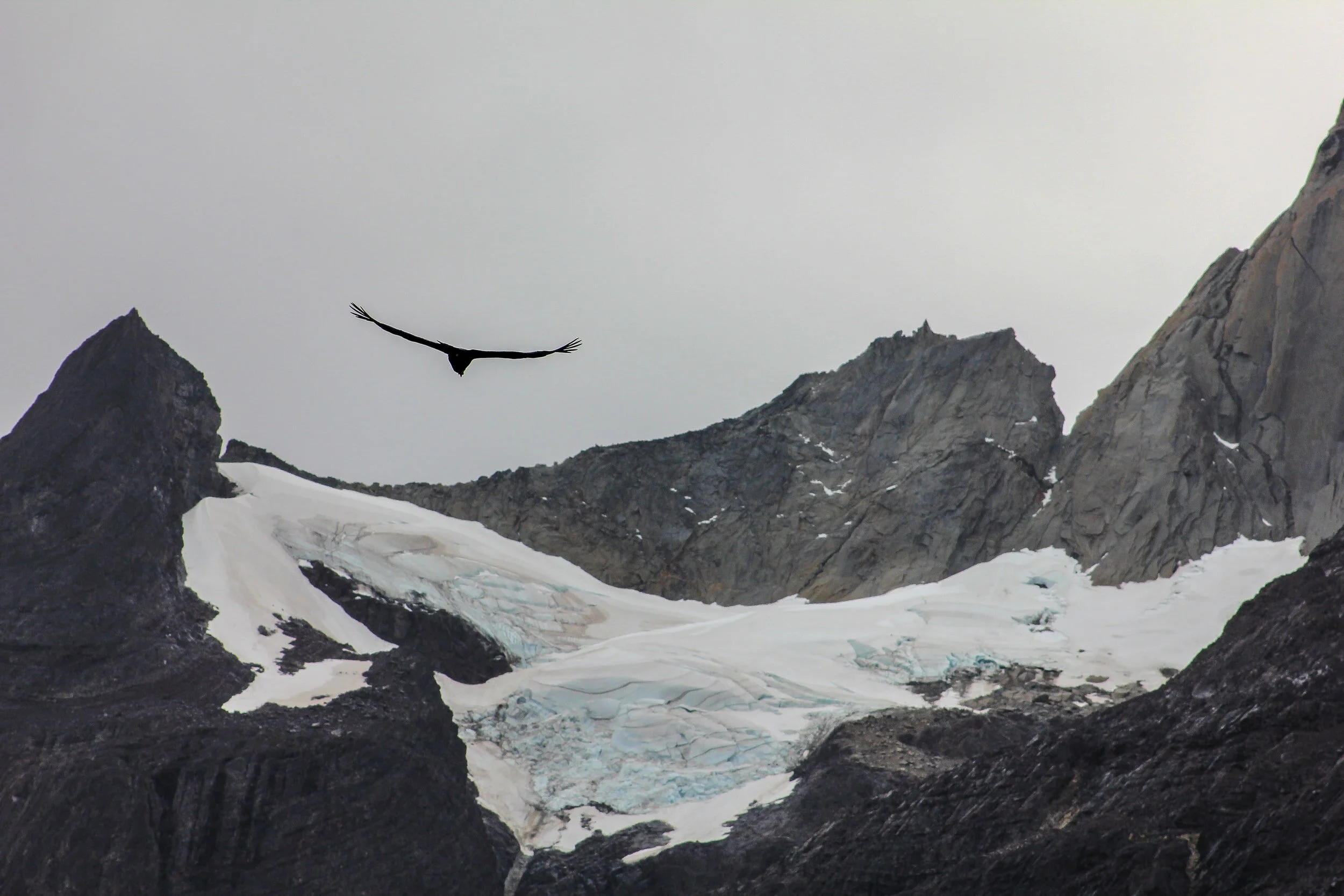 Solo Recital: Winter Bird