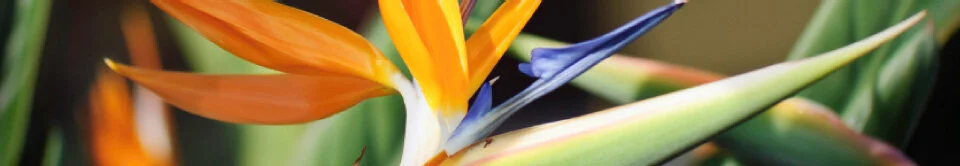 calender-header.jpg