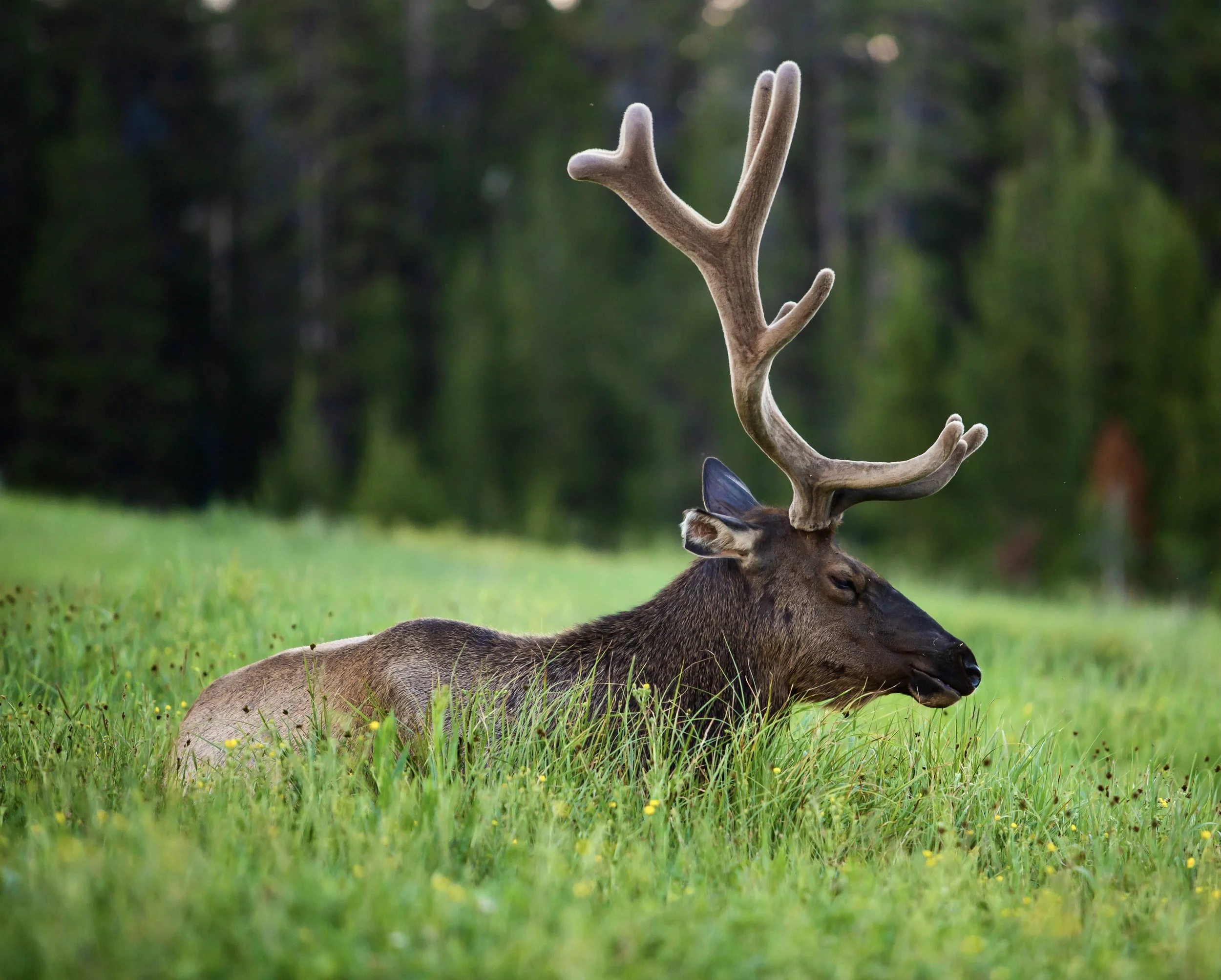 A deer lying on the grass with large antlers, surrounded by a green forest background.