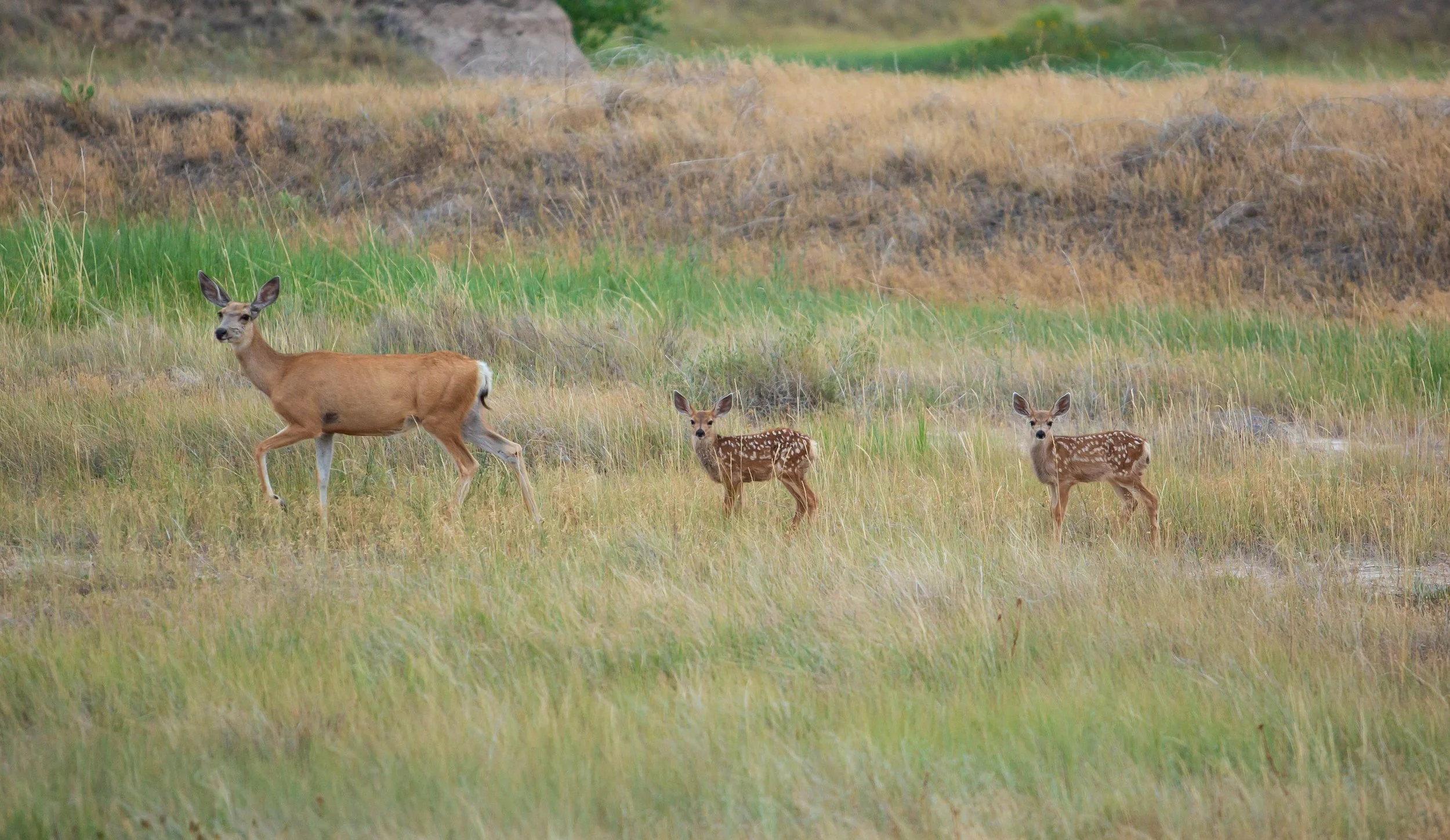 A group of three deer, including an adult doe and two fawns, standing and walking in tall grass in a natural habitat with a backdrop of grassy and rocky terrain.
