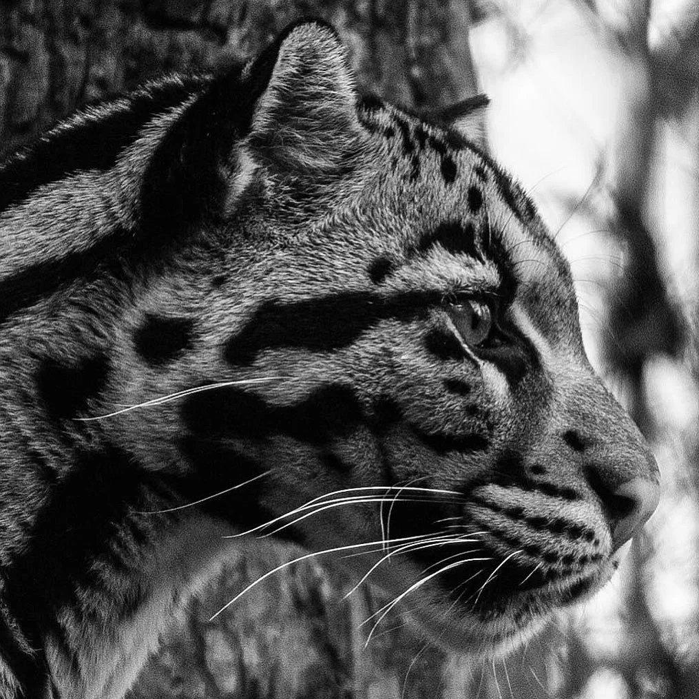 Close-up of a tiger's face in profile, showing detailed fur and markings in black and white.