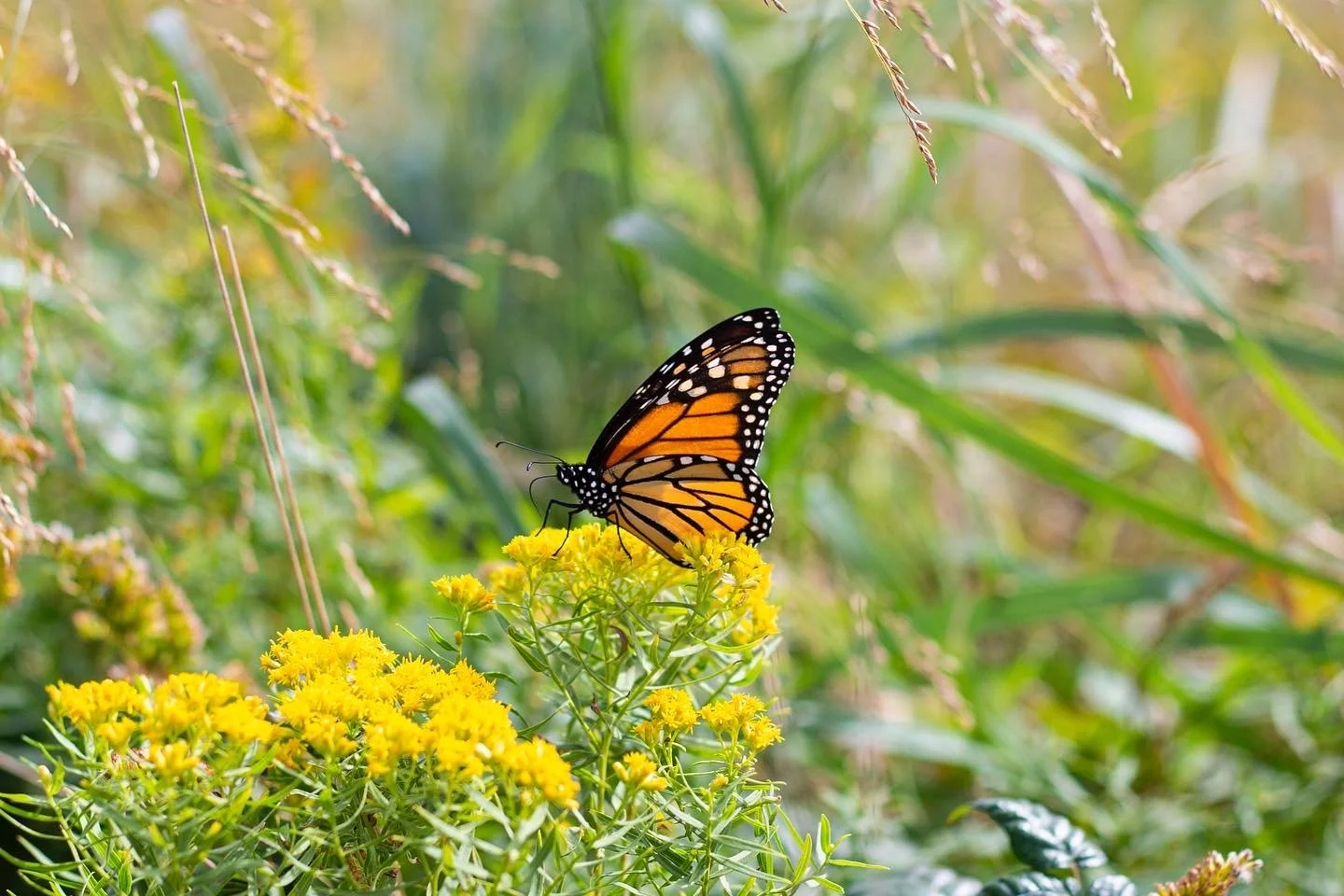 A monarch butterfly perched on yellow flowers in a green, grassy background.