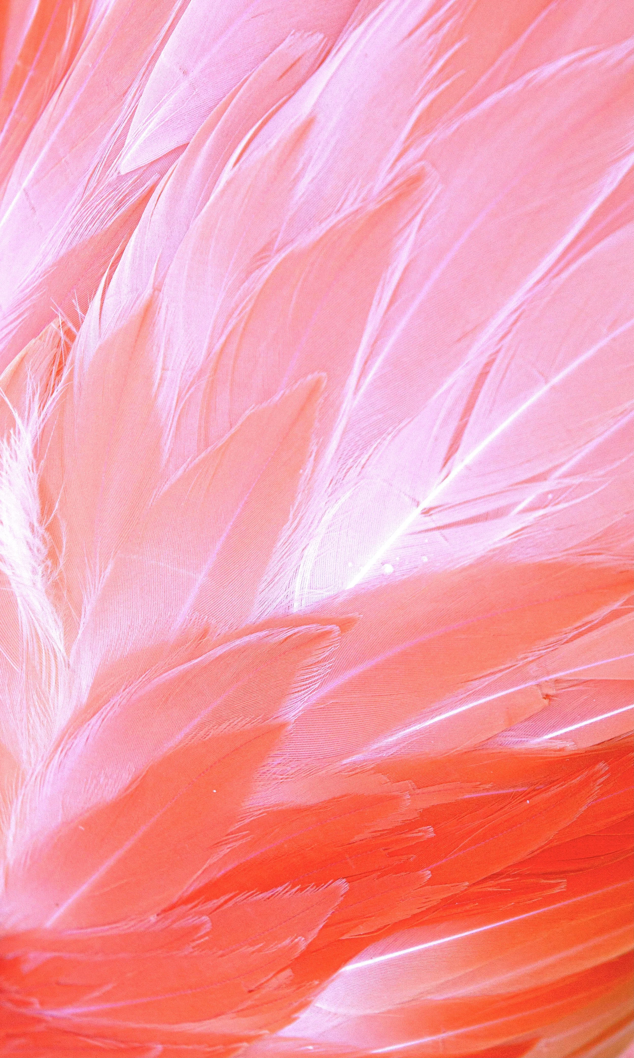 Close-up of pink and orange feathers with soft, wispy texture