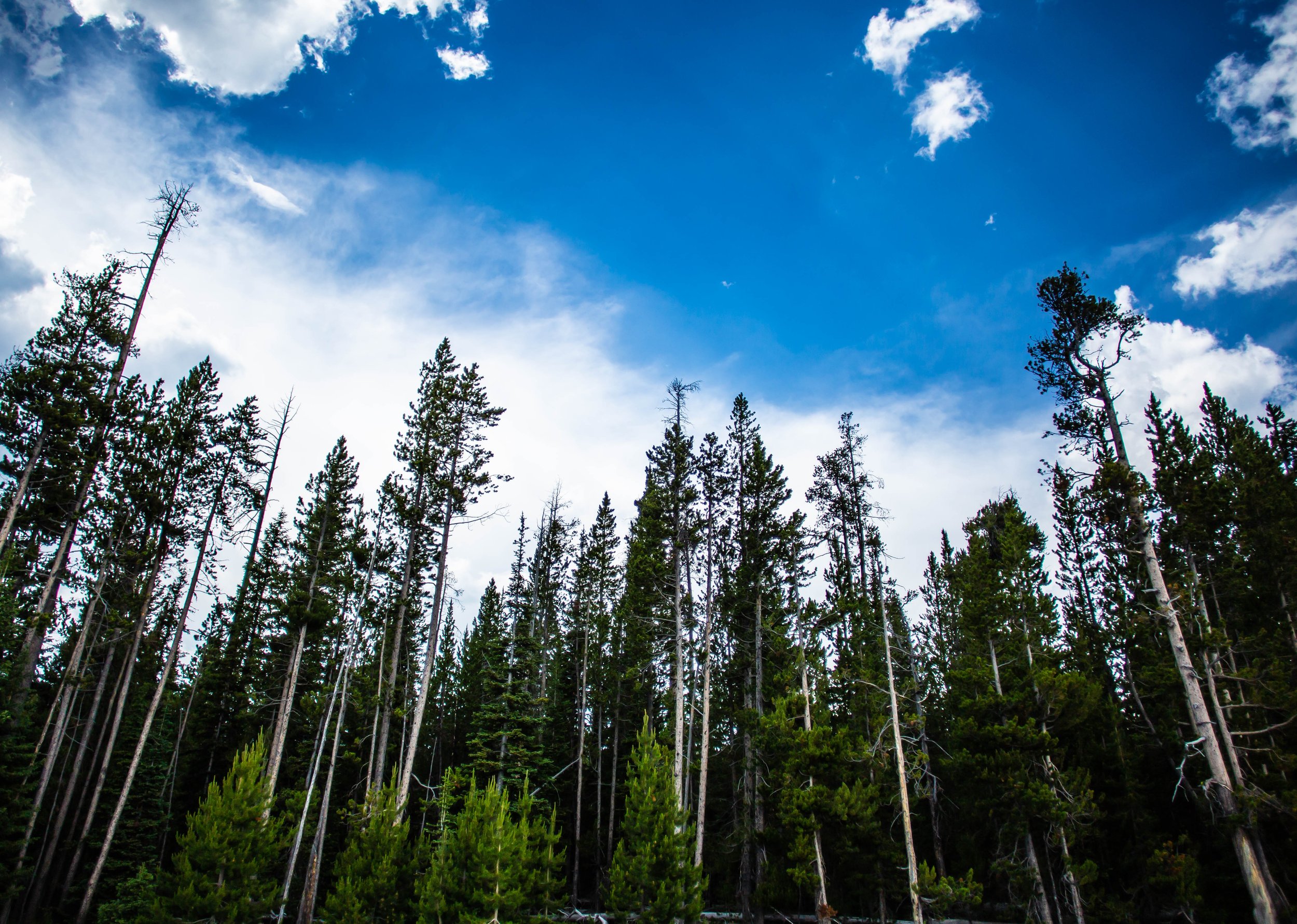 Tall pine trees in a dense forest with a blue sky and white clouds above.