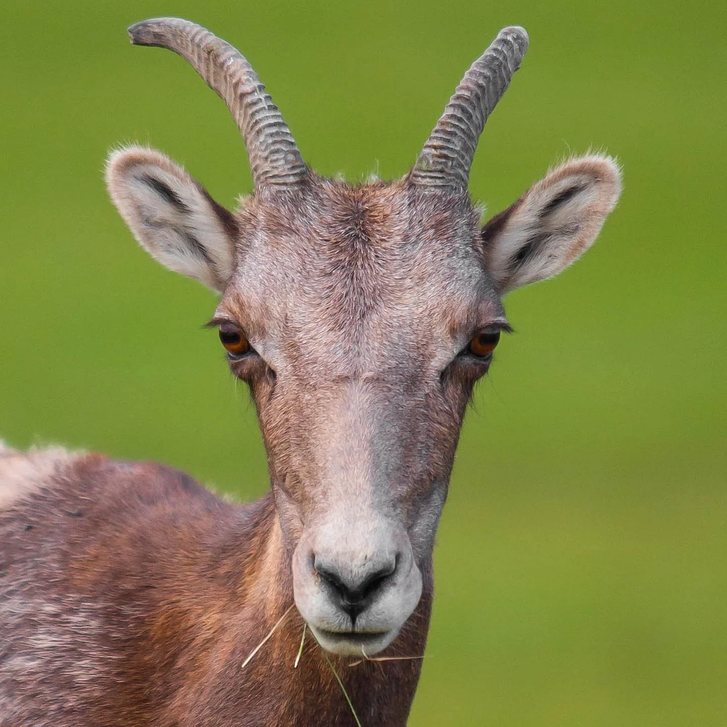 Close-up of a young antelope with curved horns and brown fur, looking directly at the camera against a green background.