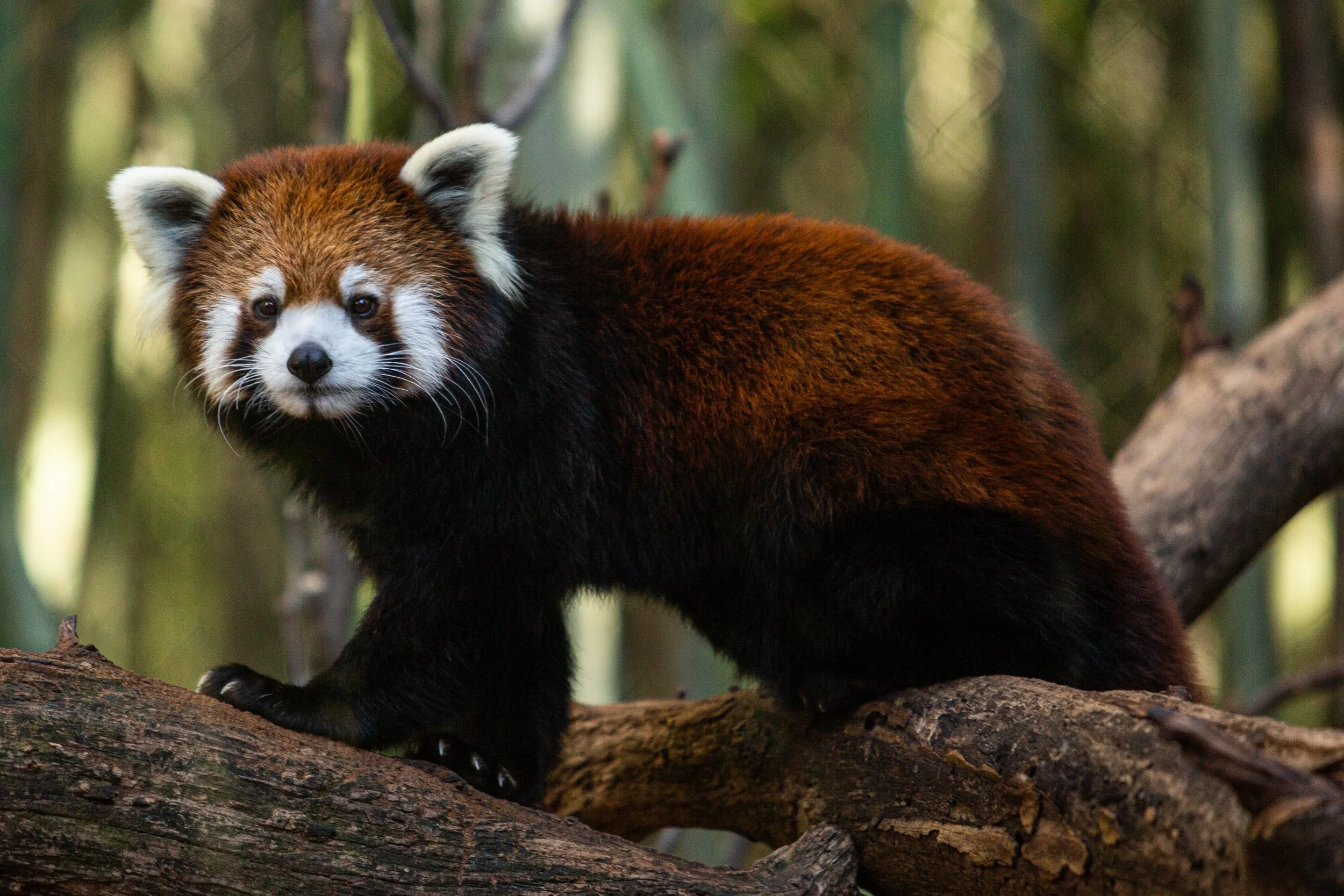 A red panda standing on a tree branch in a forested area, with blurred green foliage in the background.