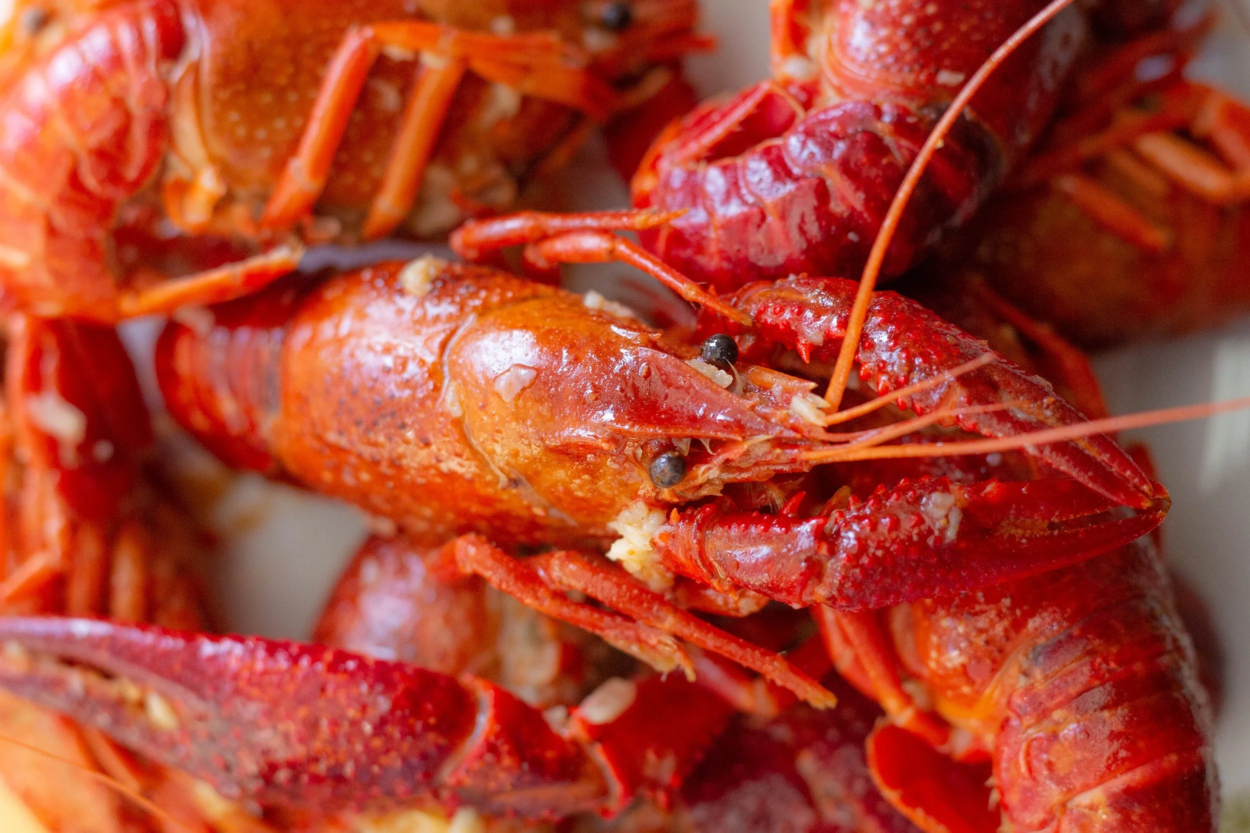 Close-up of cooked lobsters showing red shells and antennae.