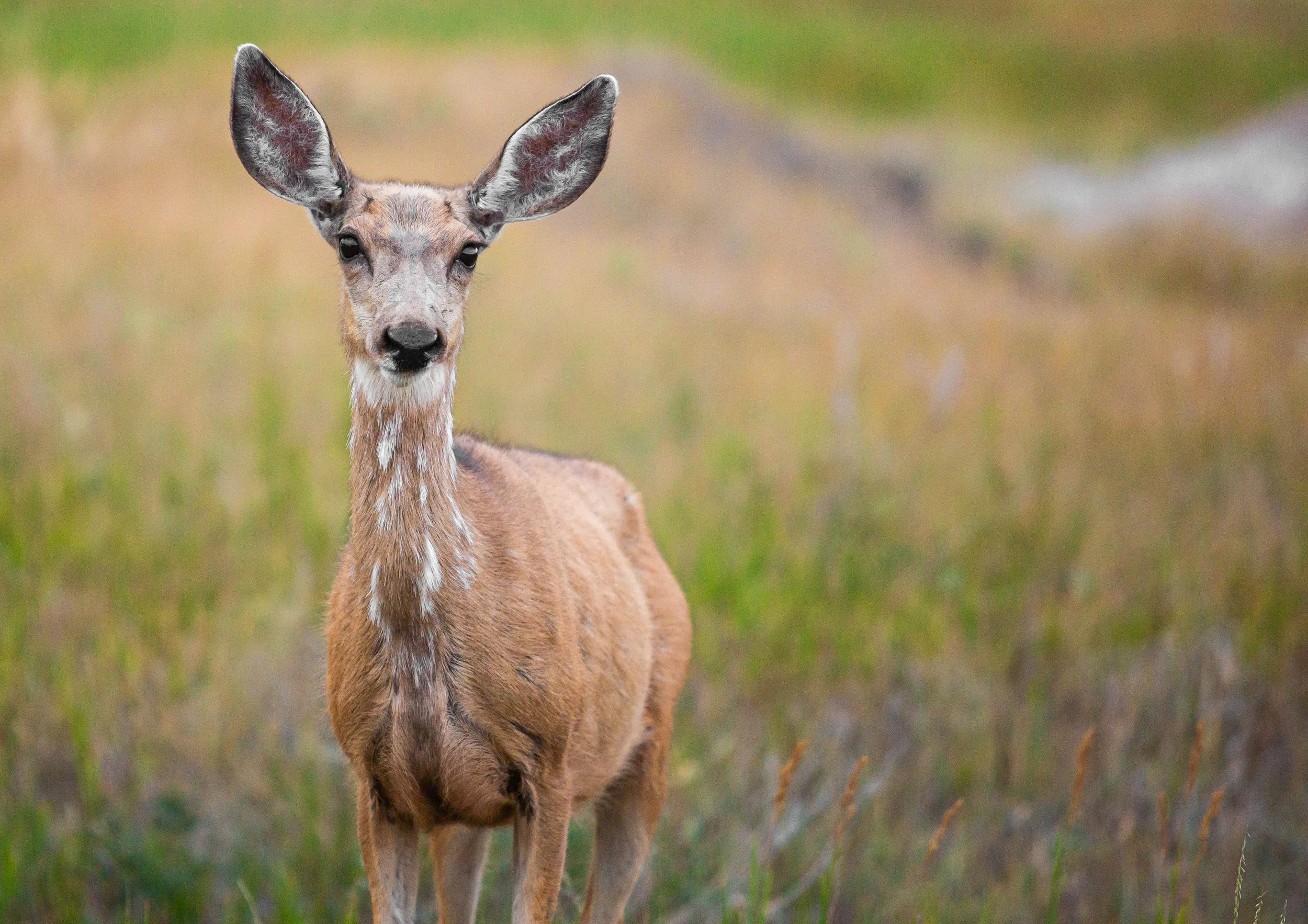 Young deer standing in a grassy field with a blurred background.