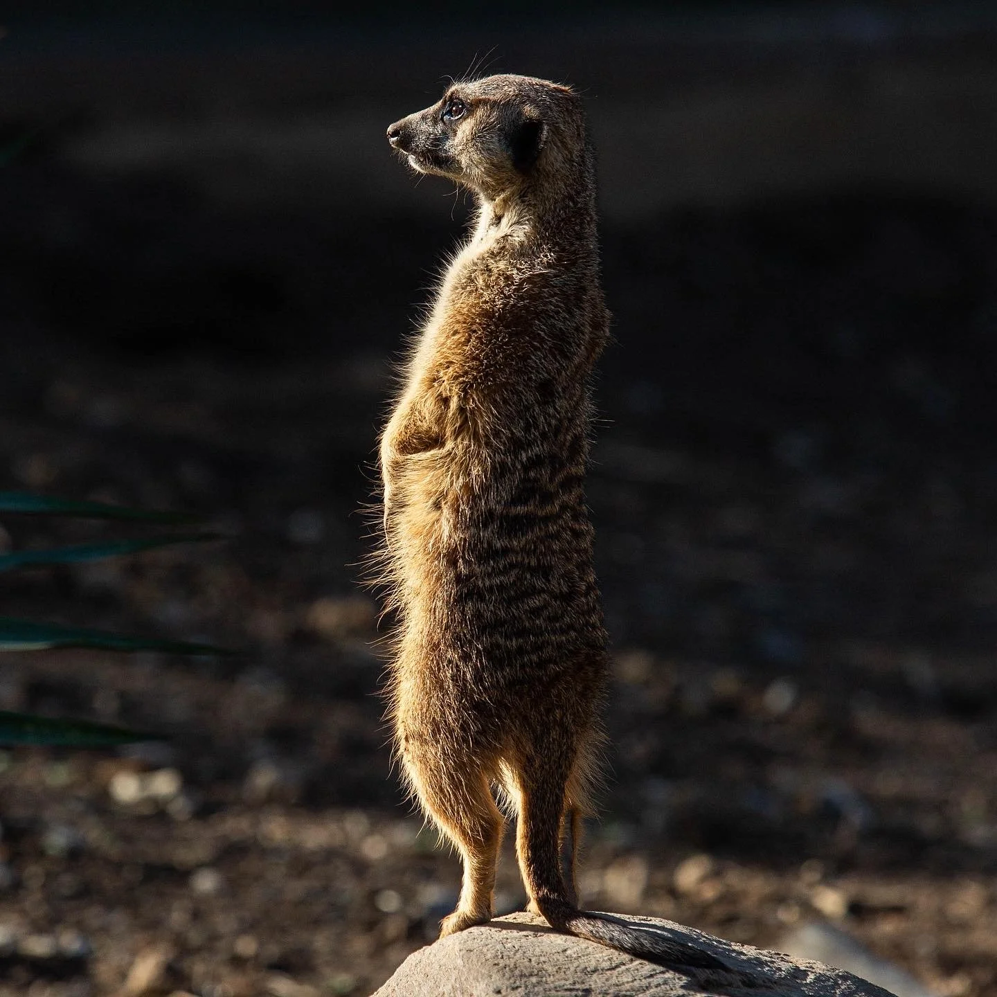 Meerkat standing upright on a rock with dark background.