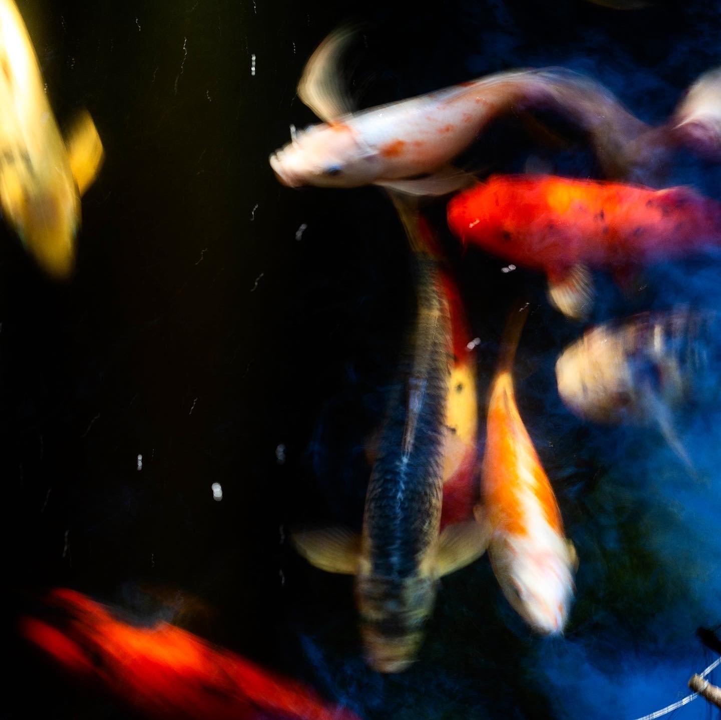 Colorful koi fish swimming in dark water.