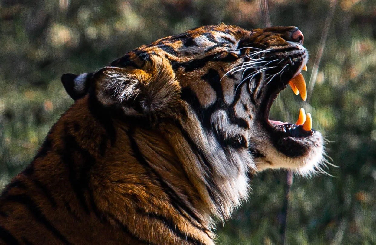 A close-up of a snarling tiger with sharp teeth and black-striped orange fur, mid-yawn or roar.