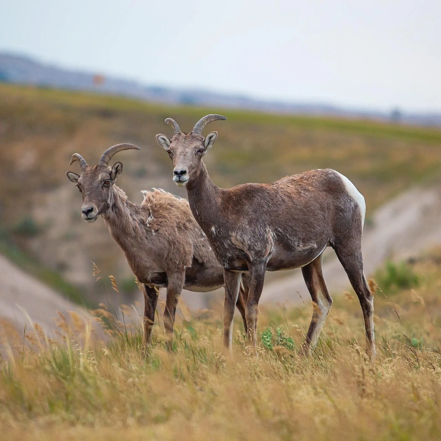 Two wild goats with curved horns standing in a grassy field with hills in the background.