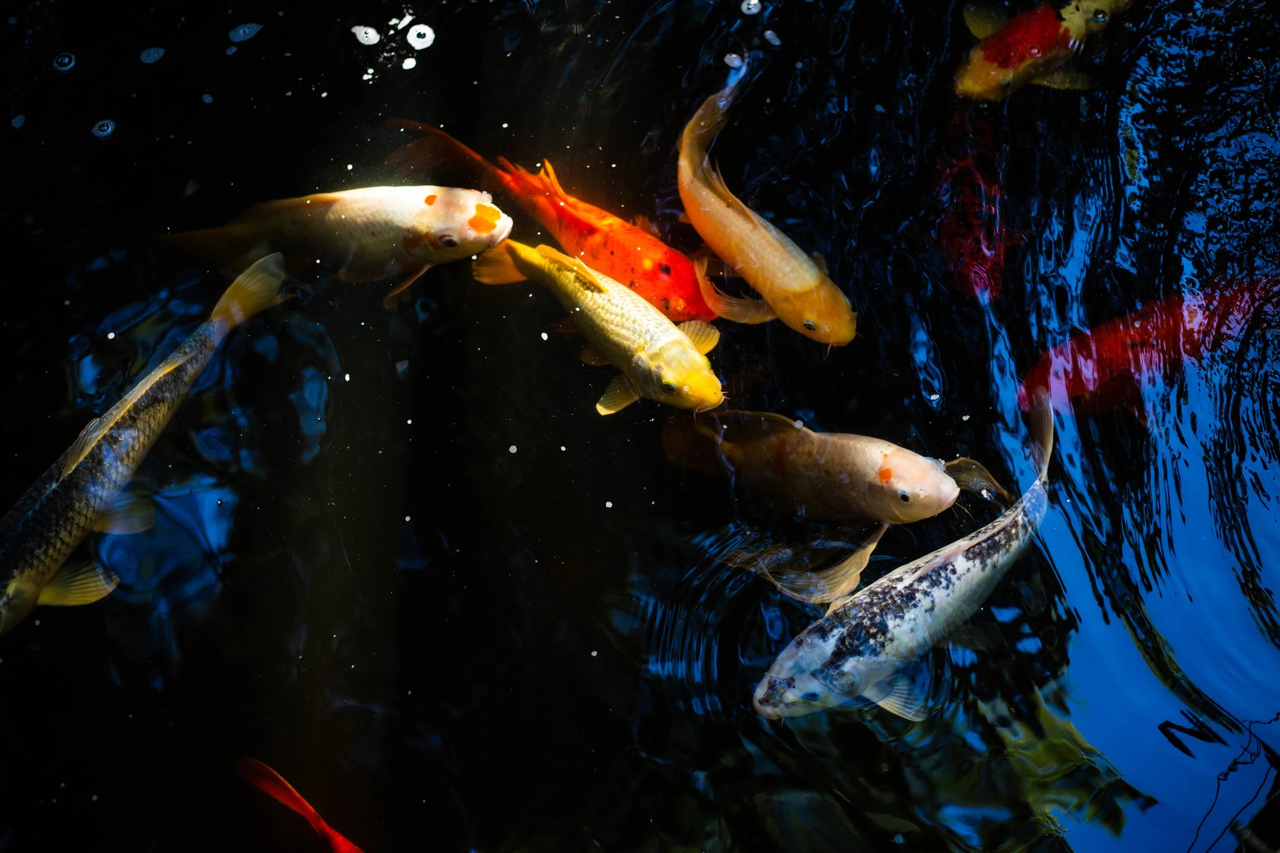 Colorful koi fish swimming in dark water with swirls and bubbles.