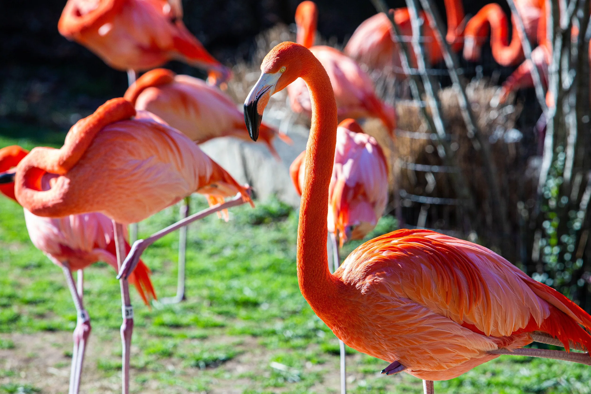 A group of pink flamingos standing outdoors on a grassy area with a background of trees and a wire fence.
