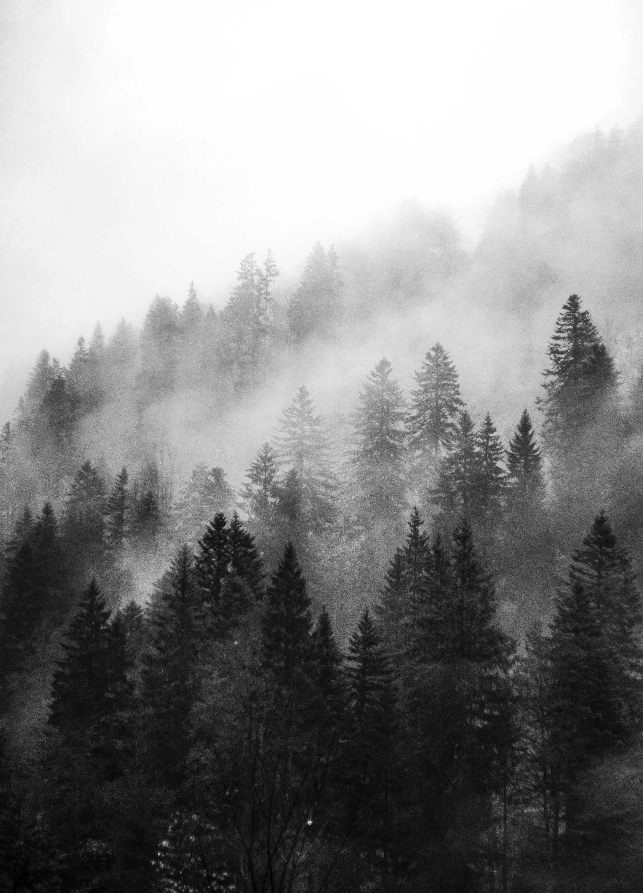 Black and white photograph of a foggy forest with tall trees.