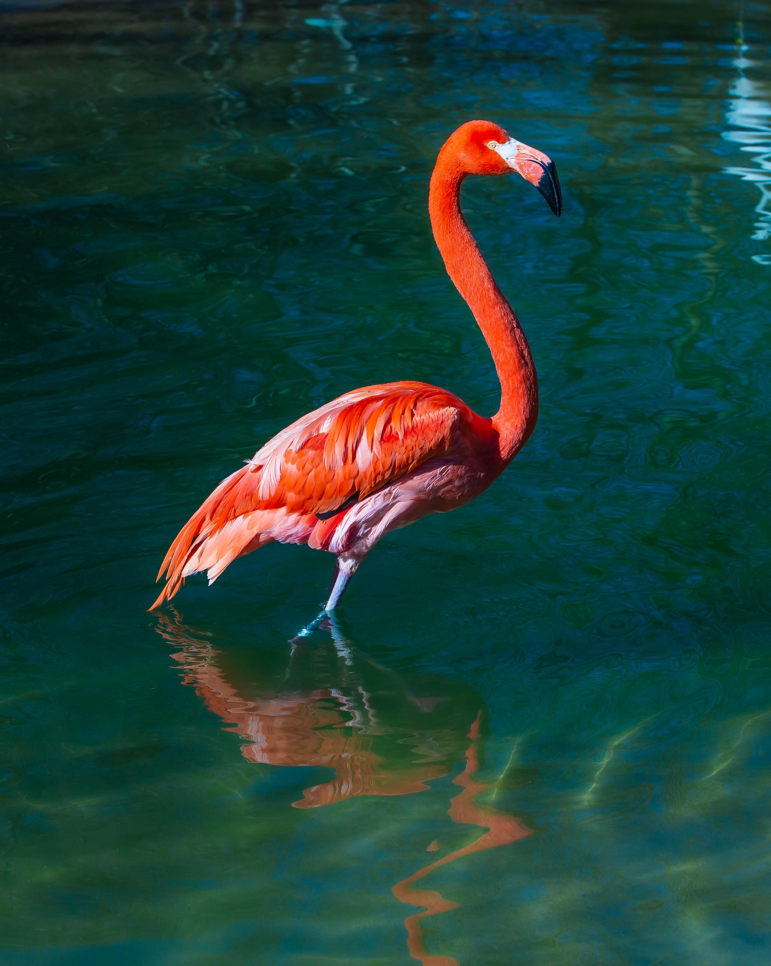 A pink flamingo standing in water with its neck curved, and its reflection visible in the water.