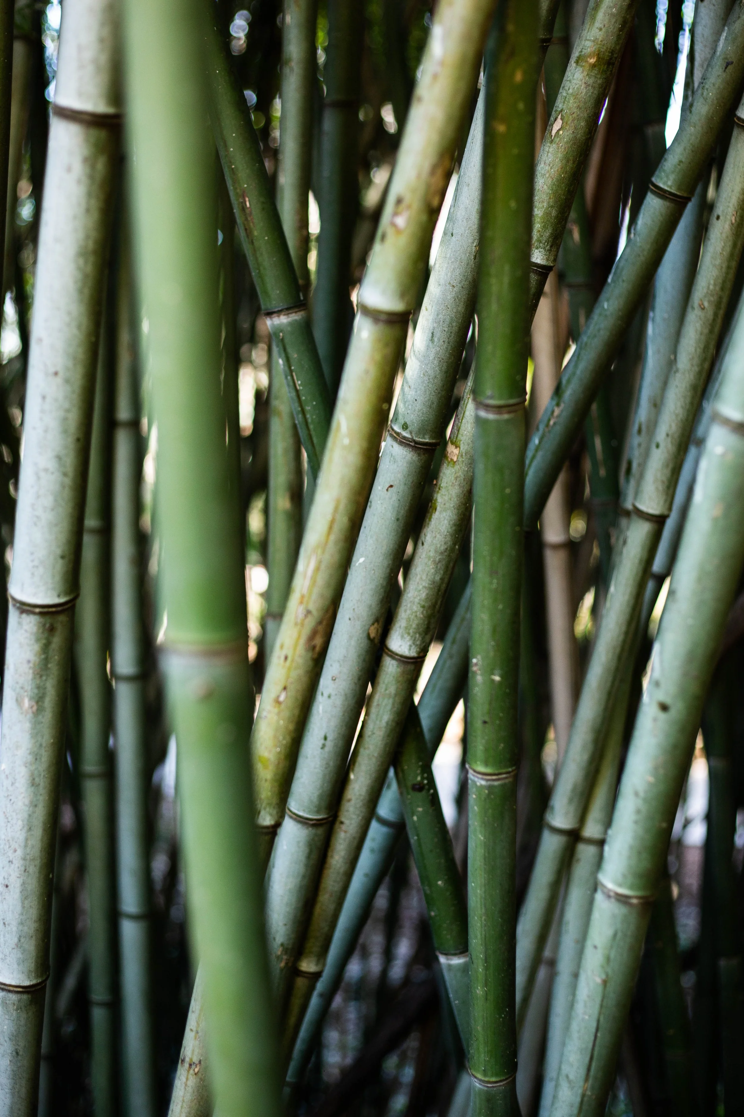 Close-up of green and brown bamboo stalks in a dense bamboo forest.