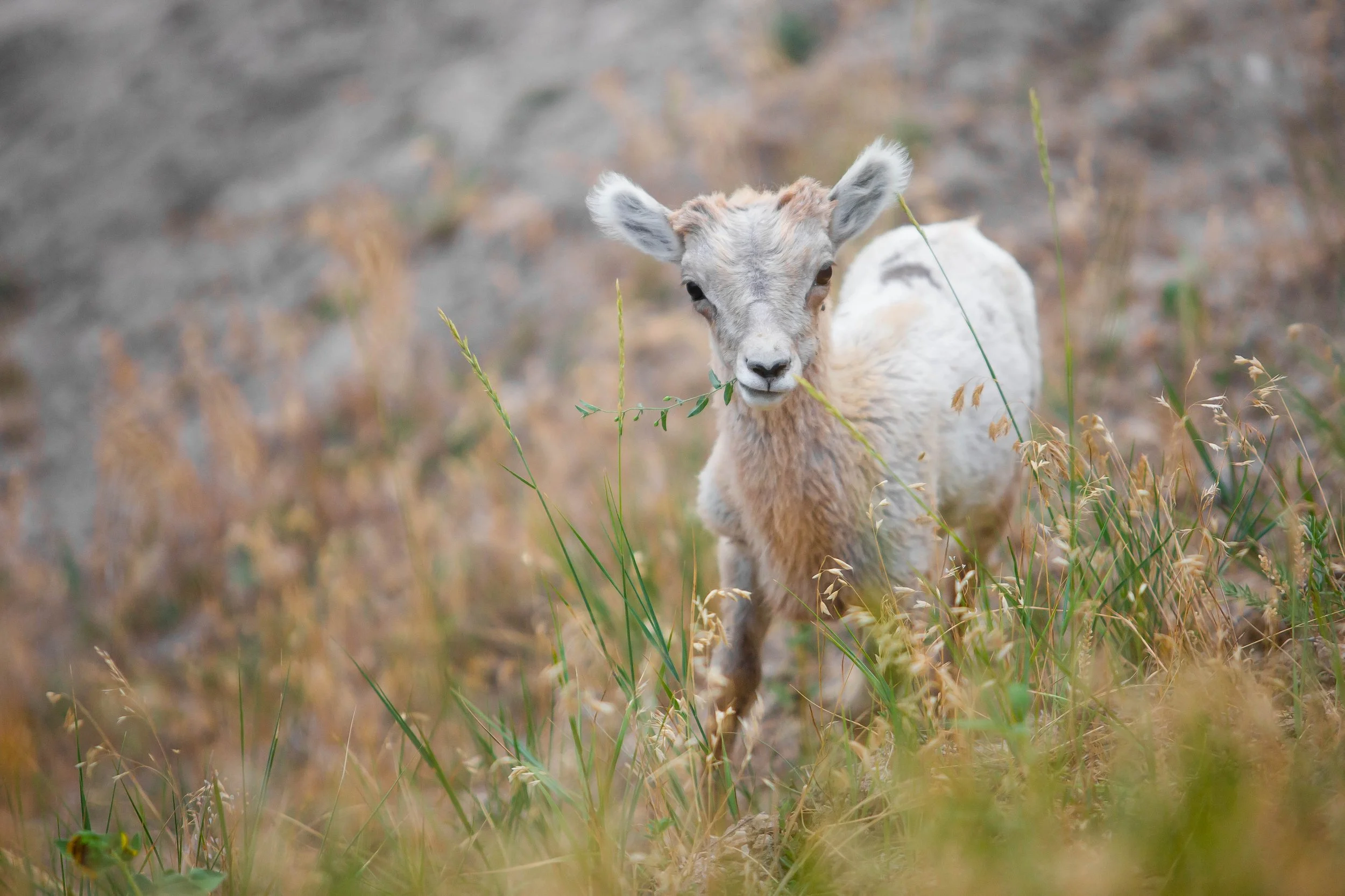 A young goat standing among tall grass in a field