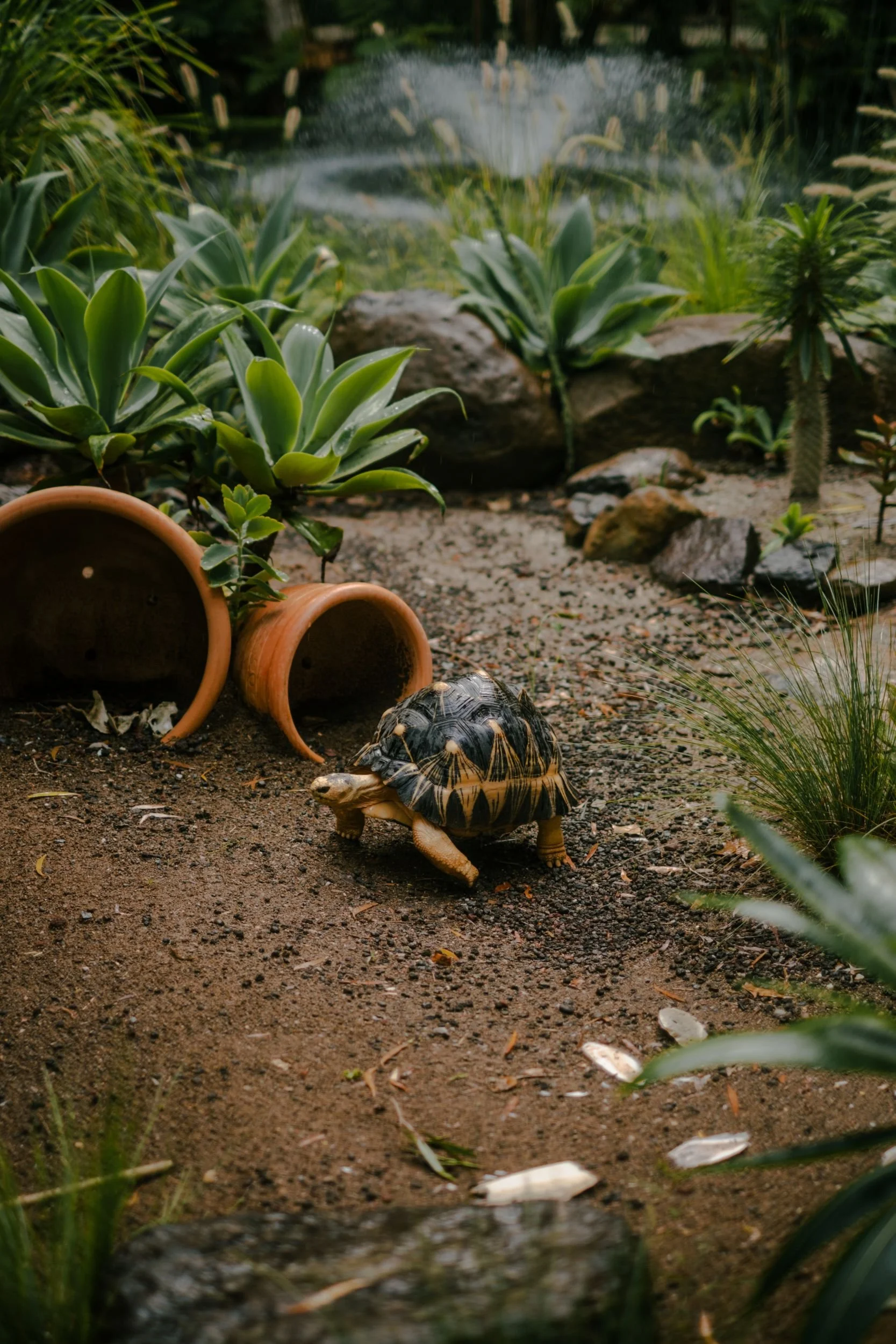 Raego Creative Currumbin Wildlife Sanctuary Photography April 2026-16.jpeg