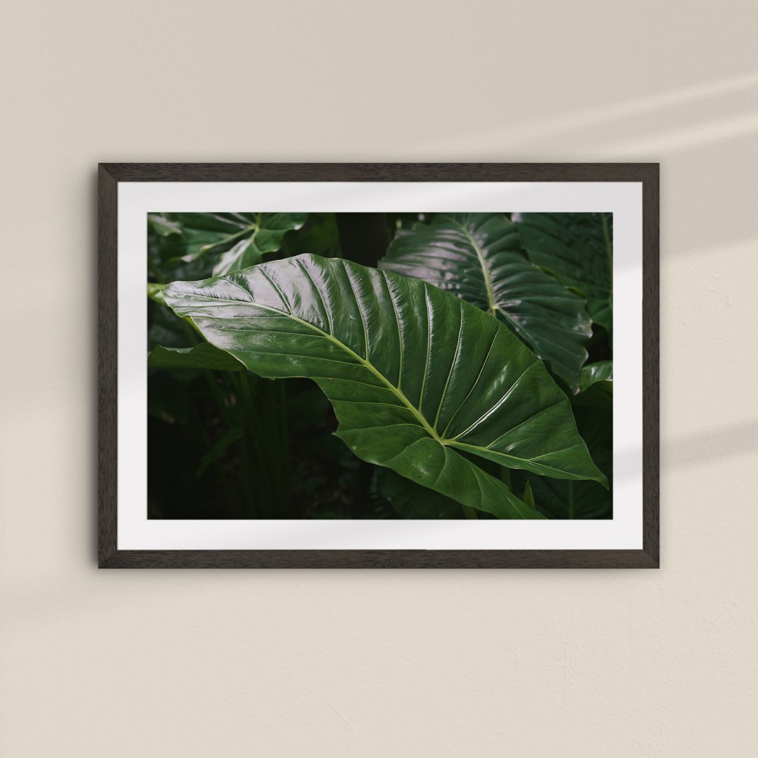 Elephant-Ear-001-Black-Frame.jpg
