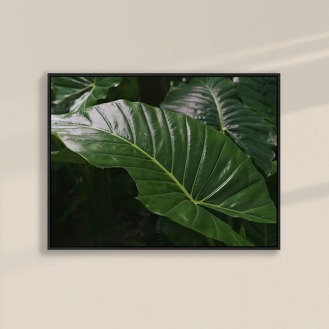Elephant-Ear-001-Black-Canvas.jpg