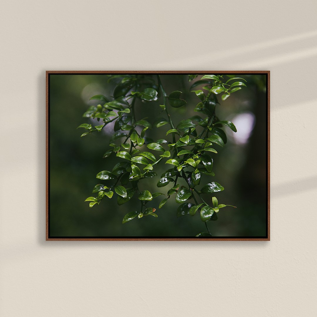 Foliage-001-Walnut-Canvas.jpg