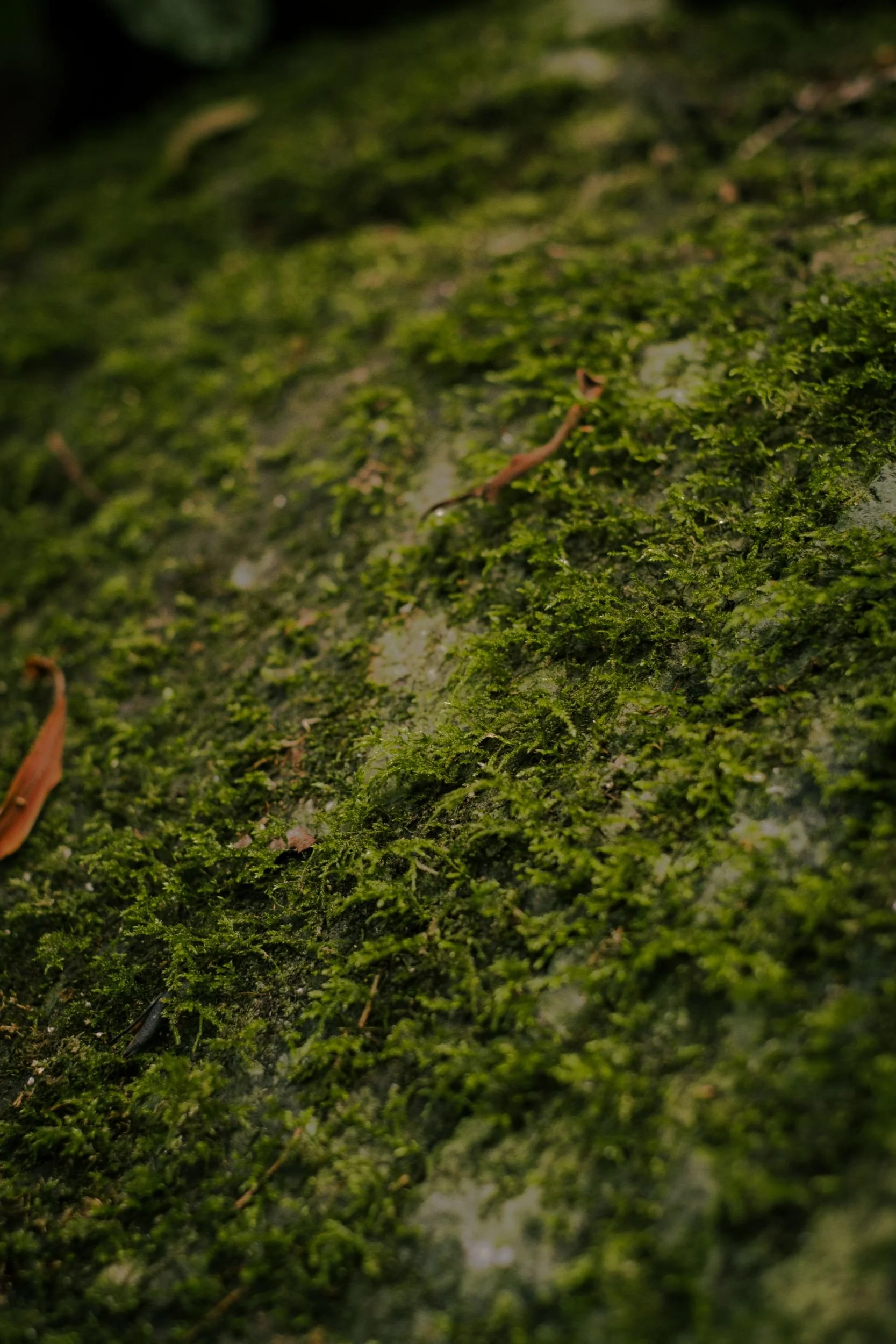 Raego Creative Curtis Falls Mount Tamborine Photography February 2026-16.jpeg