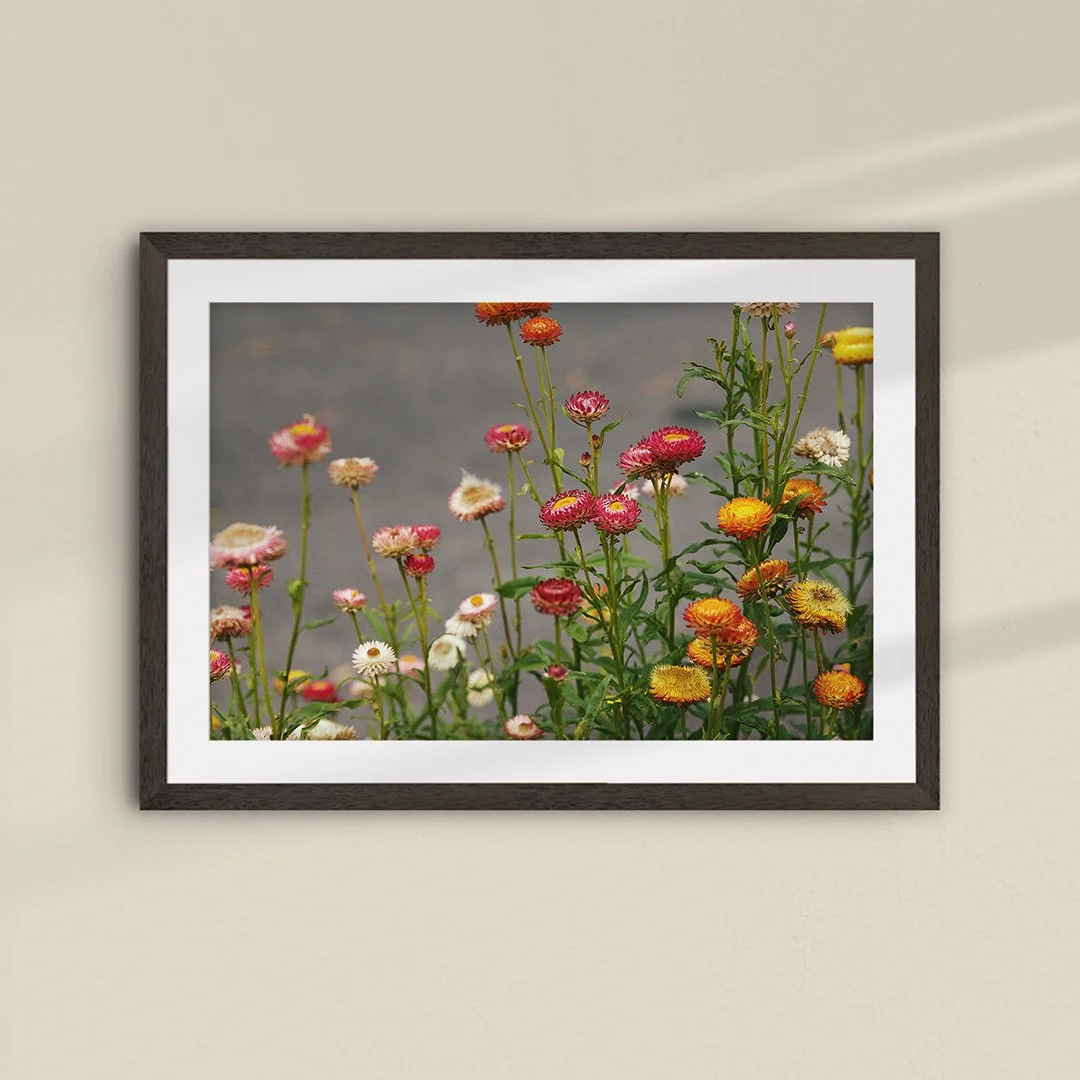 Wildflowers-002-Black-Frame.jpg