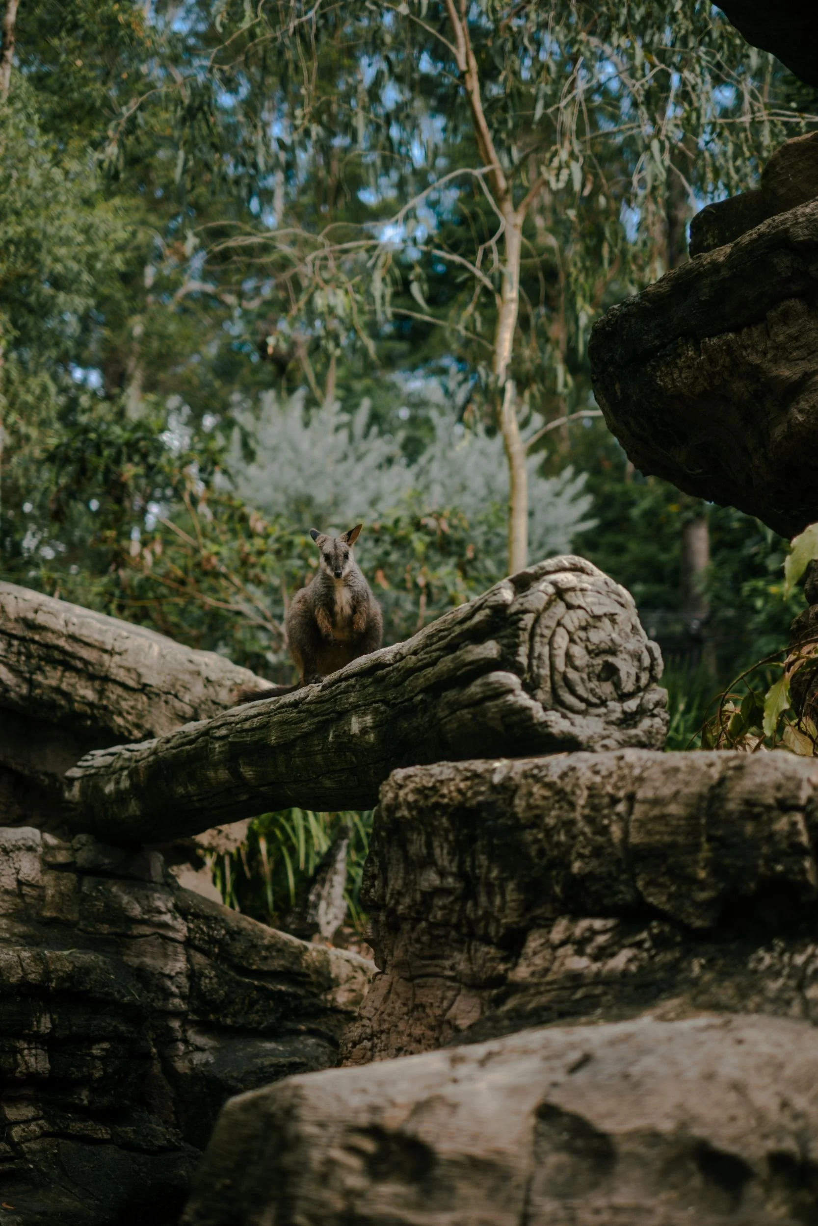 Raego Creative Currumbin Wildlife Sanctuary Photography April 2026-32.jpeg