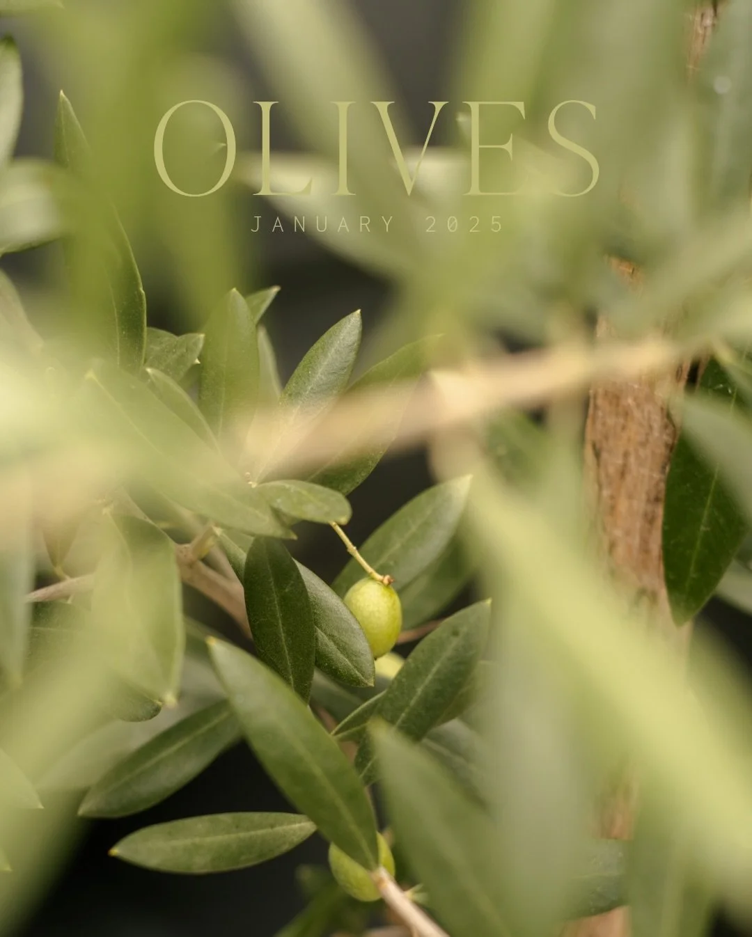 Saying goodbye to ✨2025✨ &mdash; one of my goals this year was to take more photos, both for work and pleasure. While some months had some bigger highlights than others, I feel like I definitely succeeded in getting behind the lens more. So enjoy thi