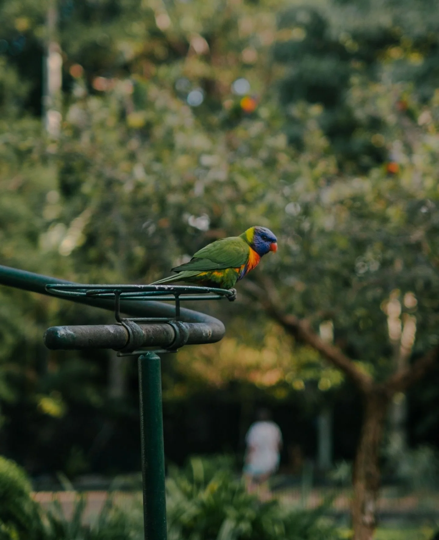 Had such a magical time capturing all the beautiful animals at @currumbinsanctuary last weekend 🐨🤍

#goldcoastphotographer #wildlife #wildlifephotography