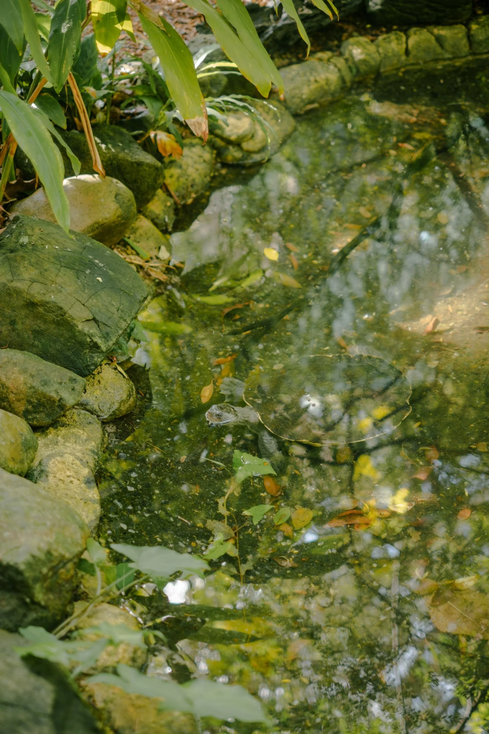 Raego Creative Currumbin Wildlife Sanctuary Photography April 2026-08.jpeg