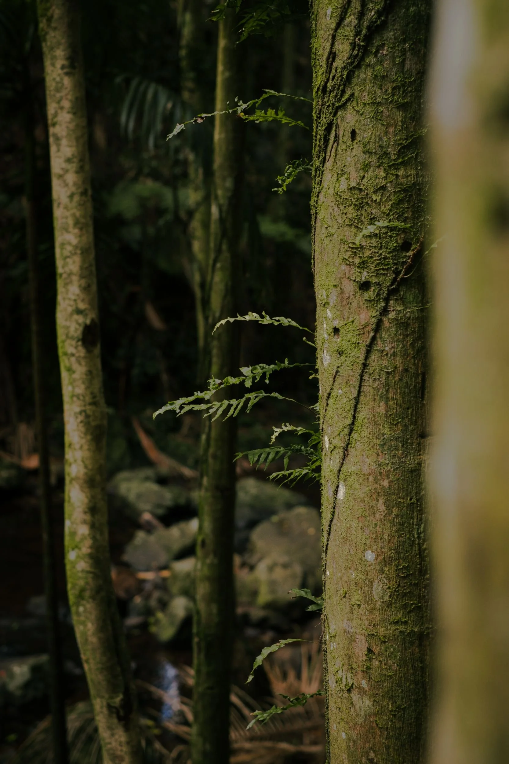 Raego Creative Curtis Falls Mount Tamborine Photography February 2026-05.jpeg