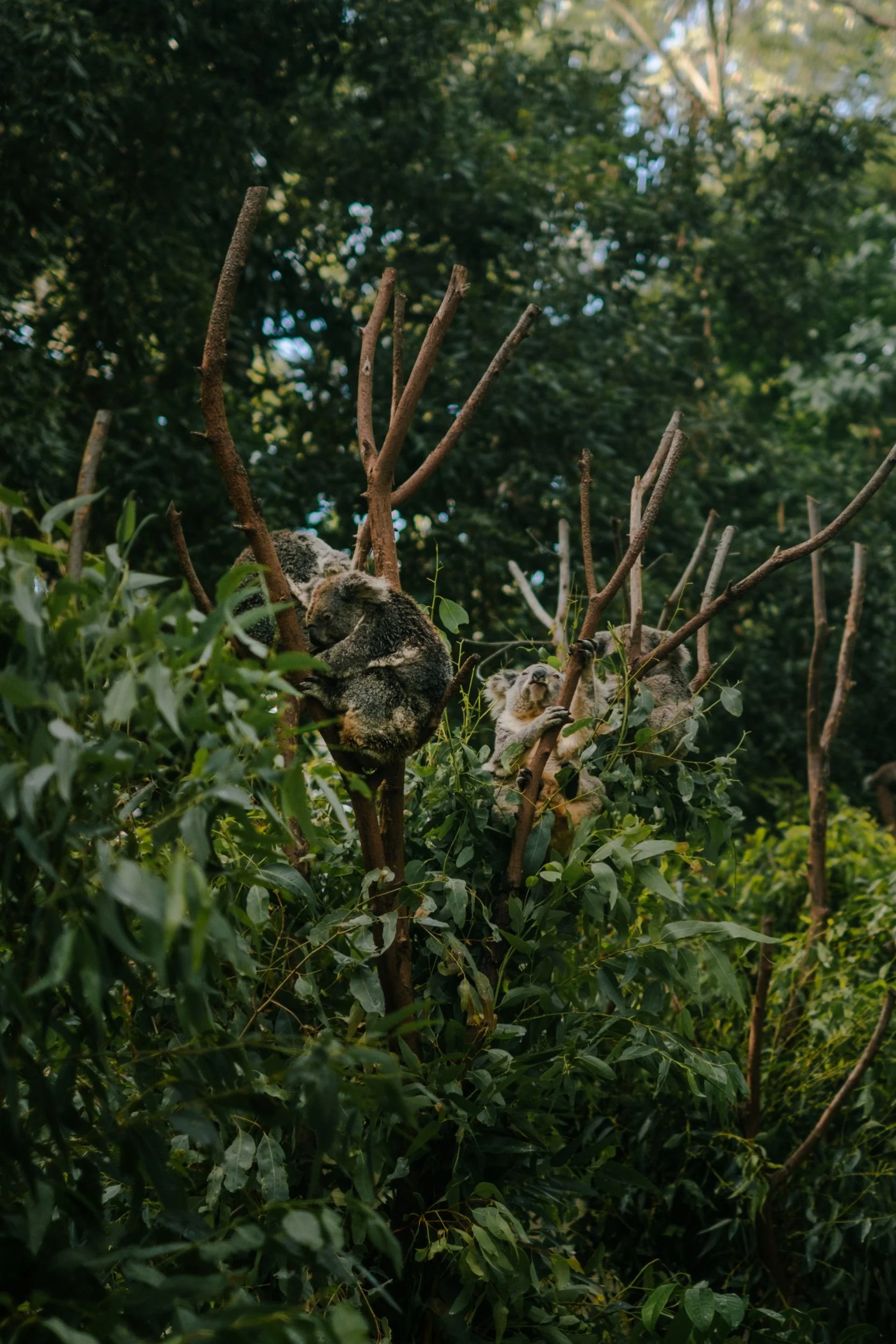 Raego Creative Currumbin Wildlife Sanctuary Photography April 2026-27.jpeg