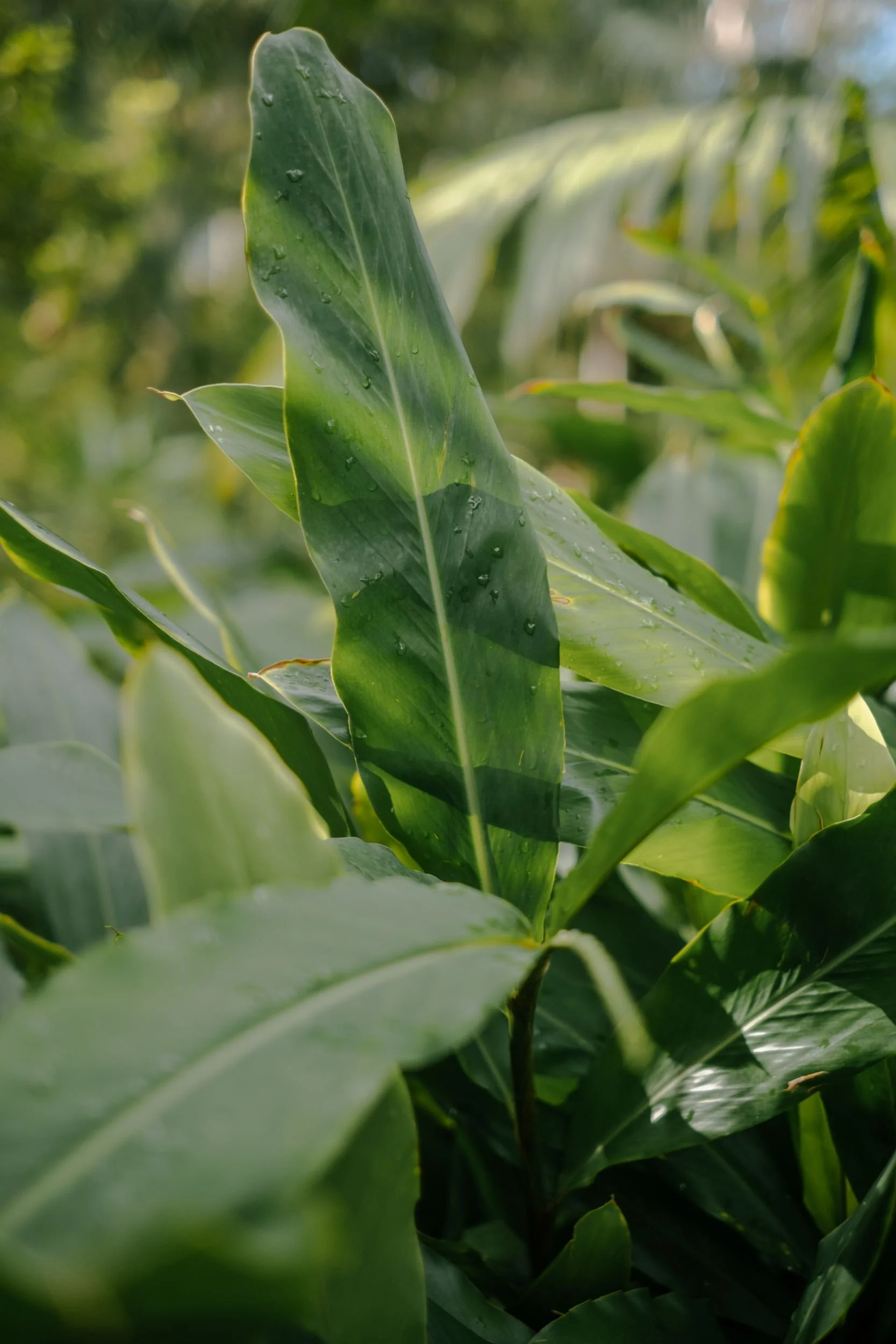 Raego Creative Currumbin Wildlife Sanctuary Photography April 2026-09.jpeg