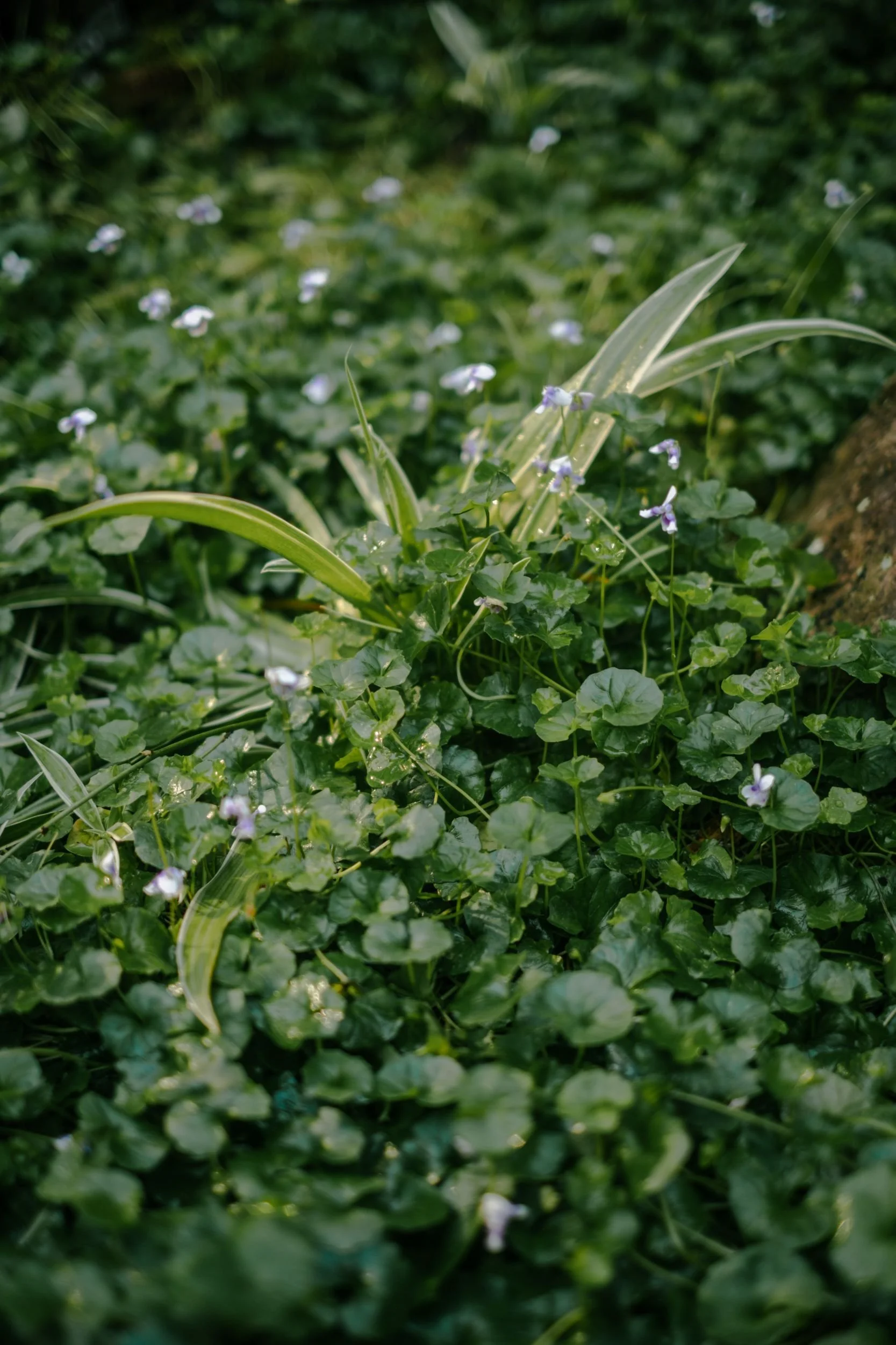 Raego Creative Currumbin Wildlife Sanctuary Photography April 2026-29.jpeg