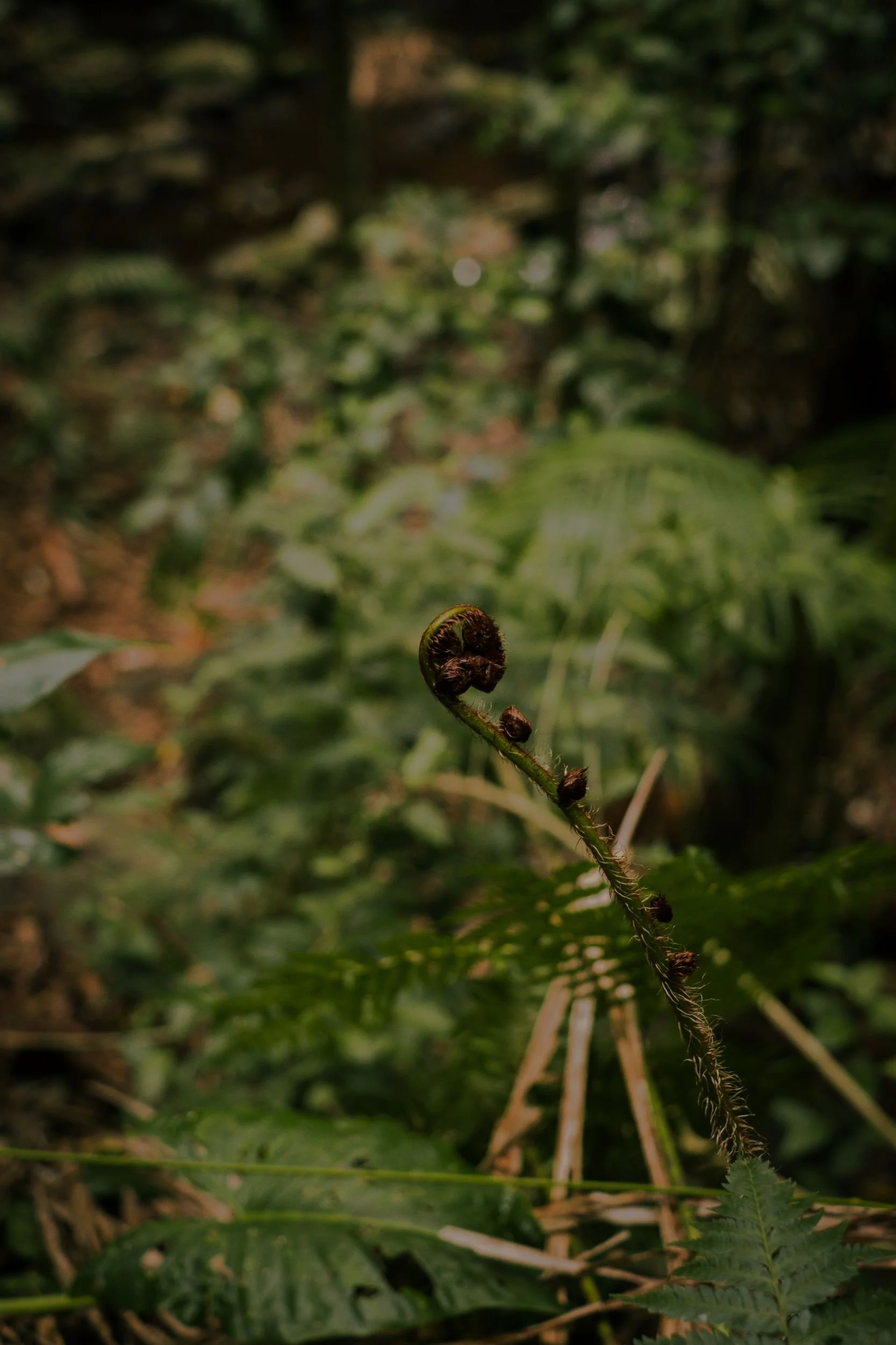 Raego Creative Curtis Falls Mount Tamborine Photography February 2026-12.jpeg