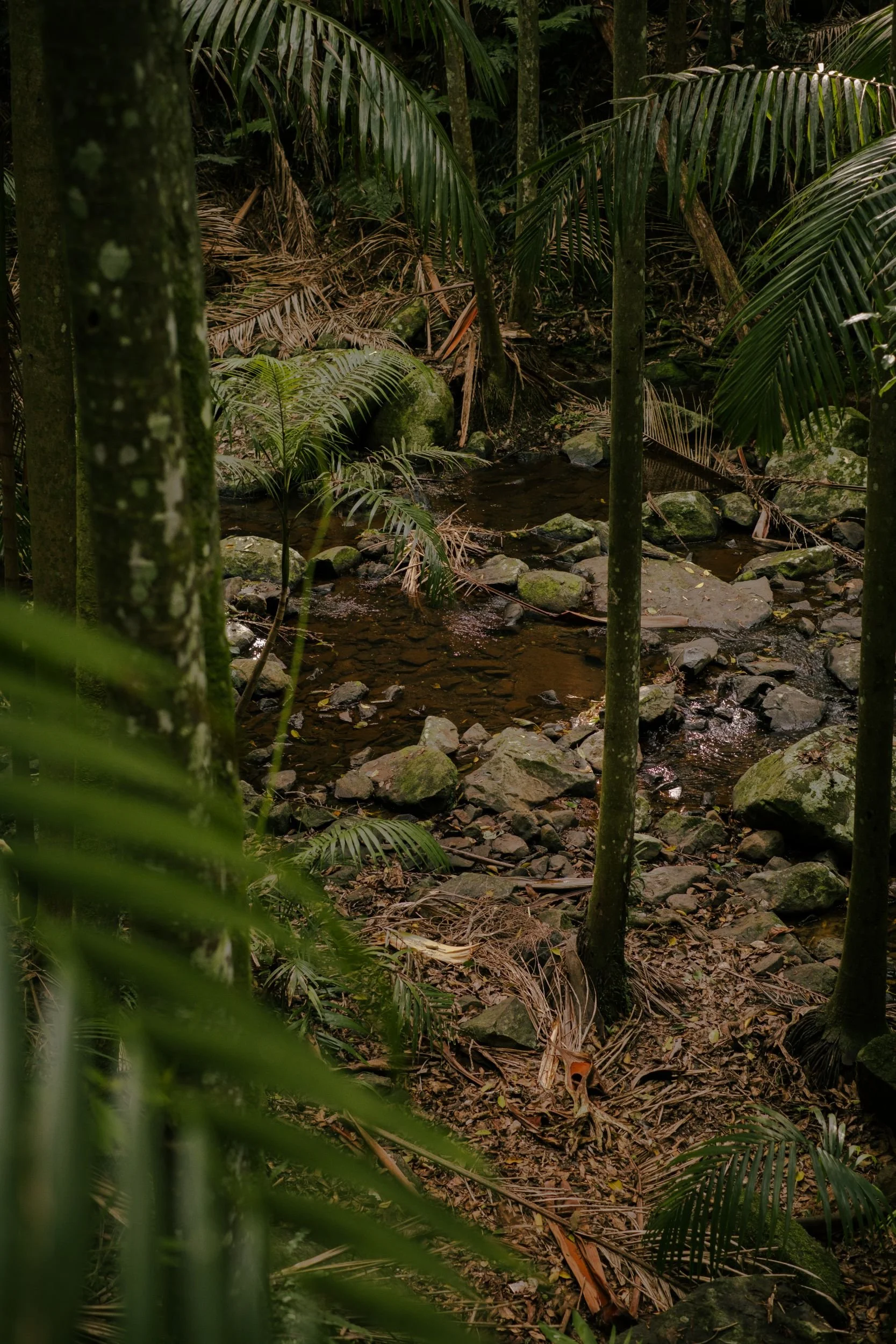 Raego Creative Curtis Falls Mount Tamborine Photography February 2026-03.jpeg