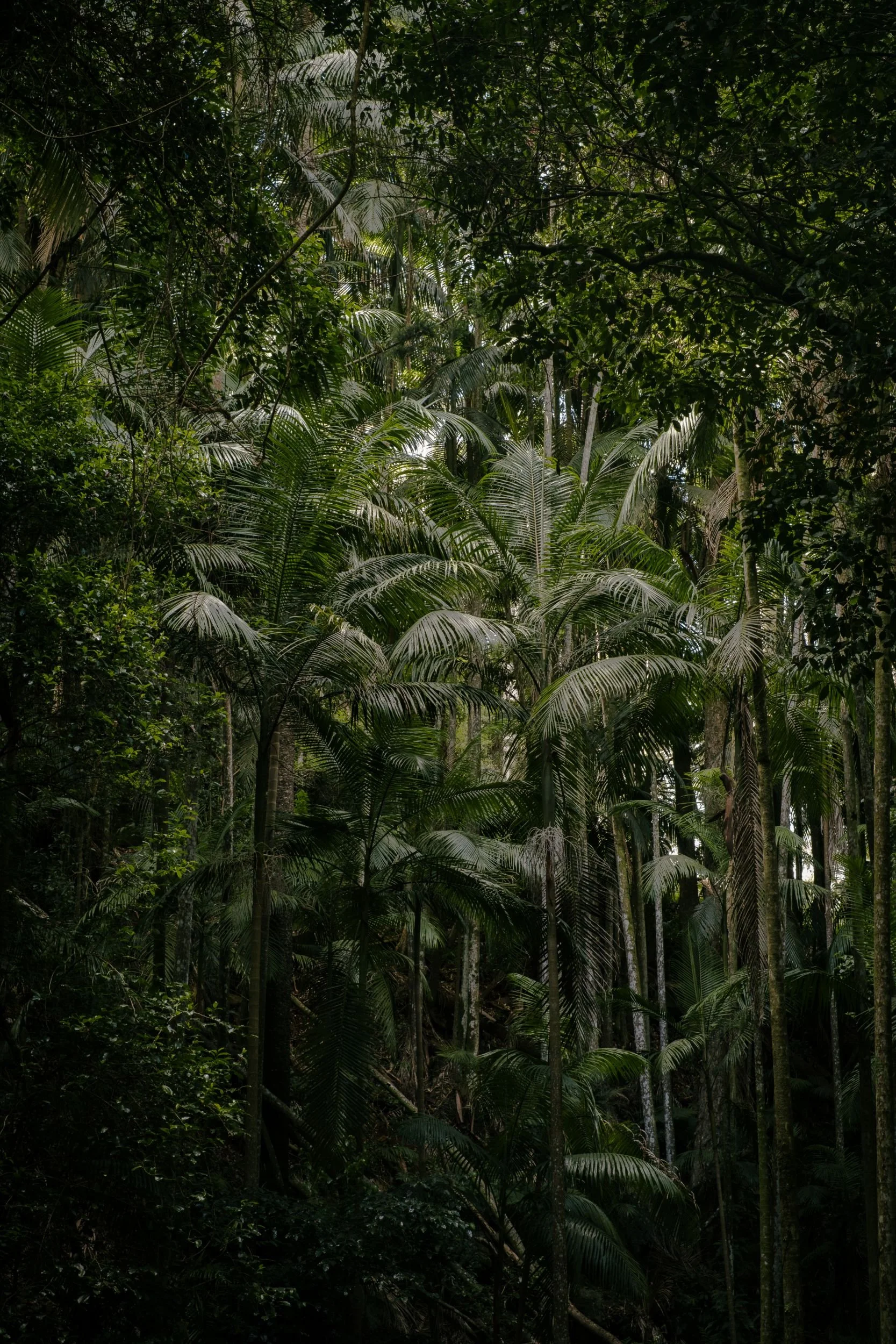 Raego Creative Curtis Falls Mount Tamborine Photography February 2026-02.jpeg