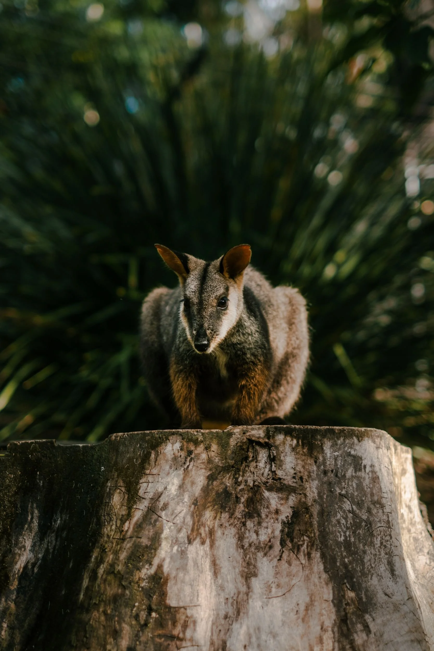 Raego Creative Currumbin Wildlife Sanctuary Photography April 2026-04.jpeg
