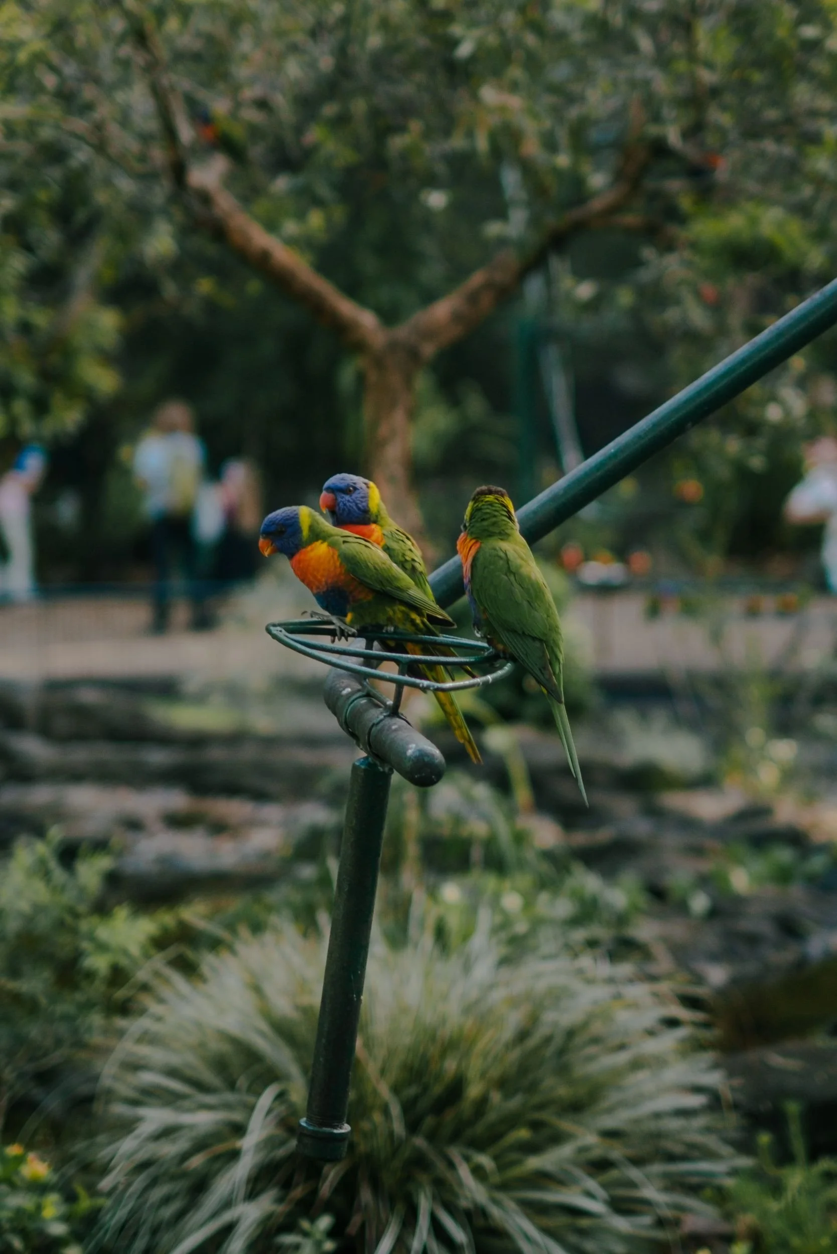 Raego Creative Currumbin Wildlife Sanctuary Photography April 2026-34.jpeg