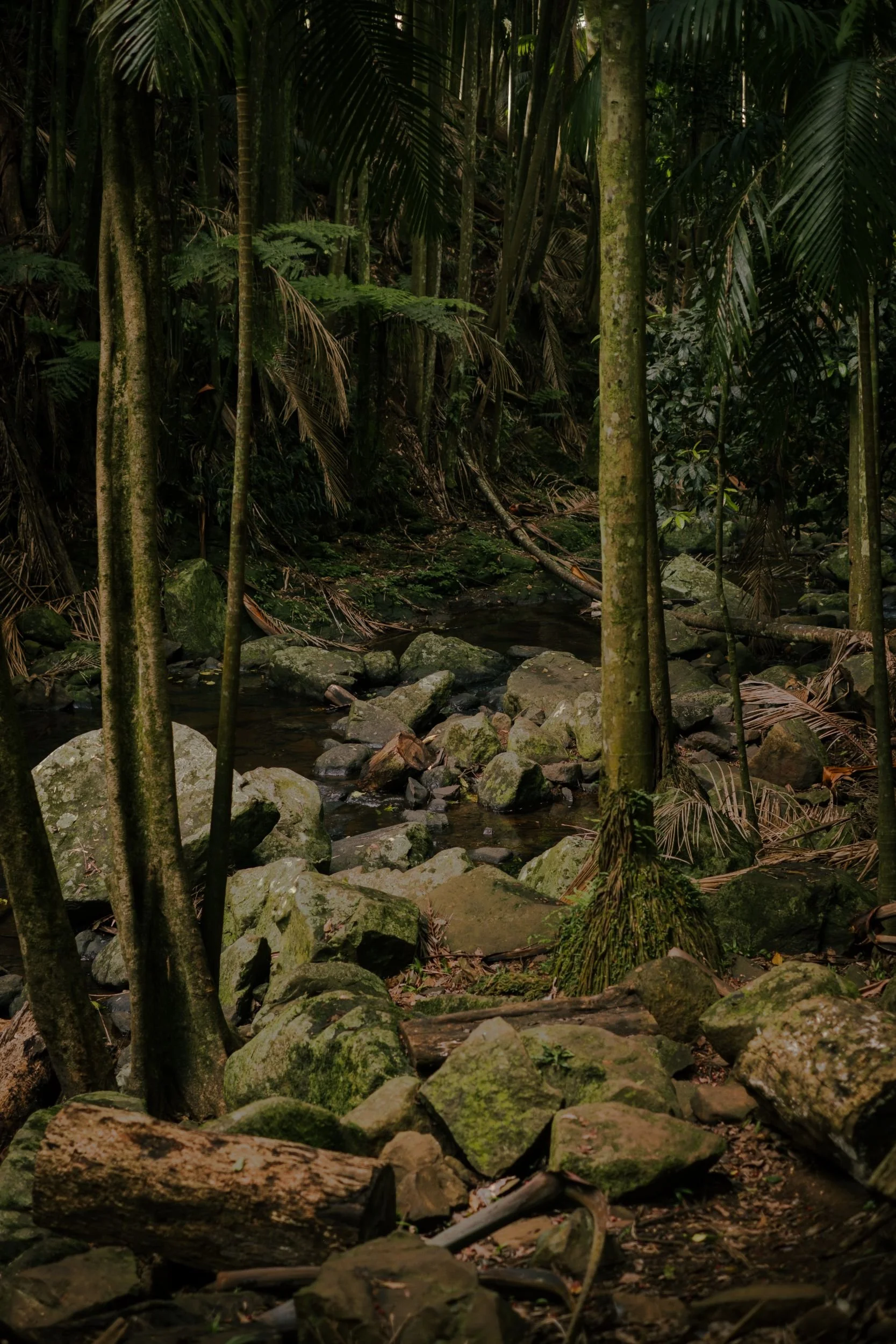 Raego Creative Curtis Falls Mount Tamborine Photography February 2026-15.jpeg