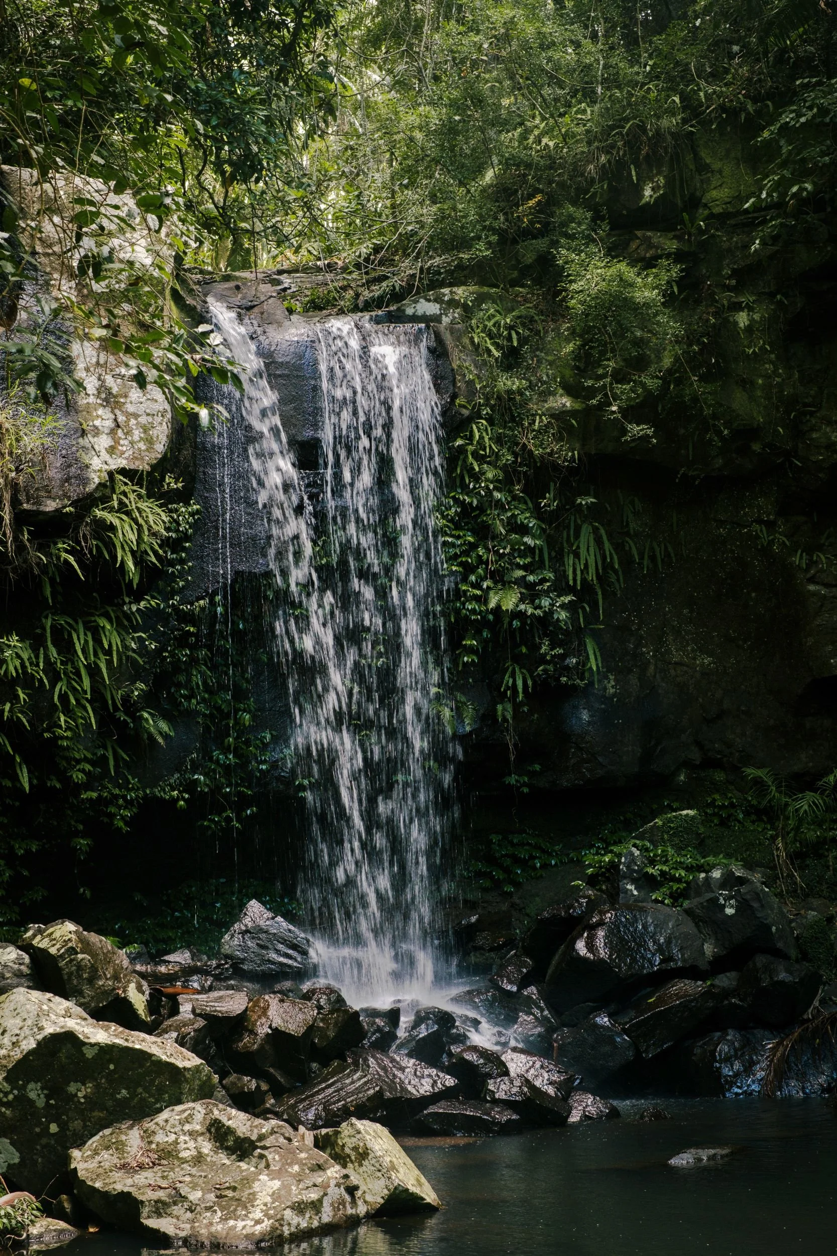 Raego Creative Curtis Falls Mount Tamborine Photography February 2026-06.jpeg