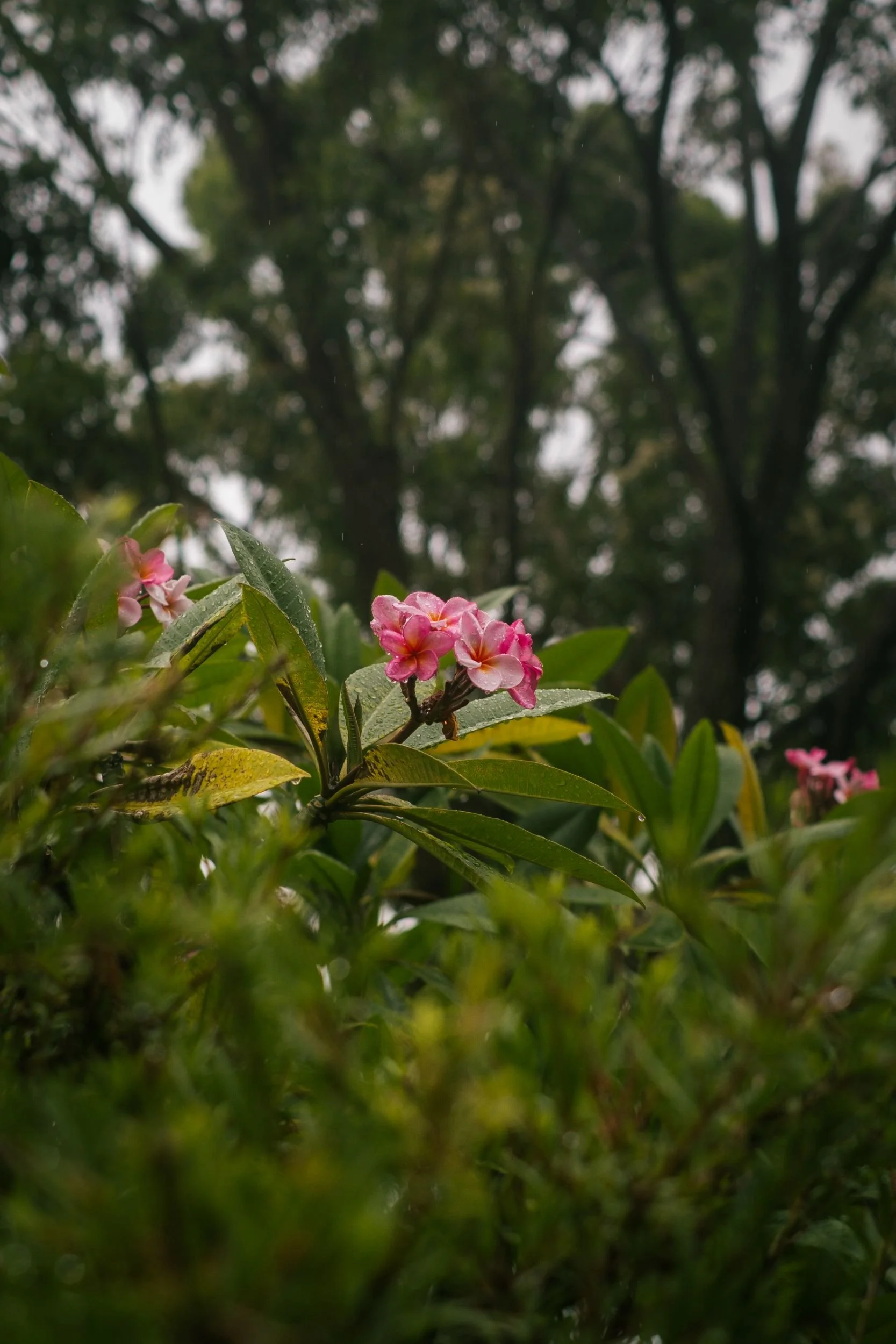 Raego Creative Southern Gold Coast Lifestyle Photography February-April 2026-02.jpeg