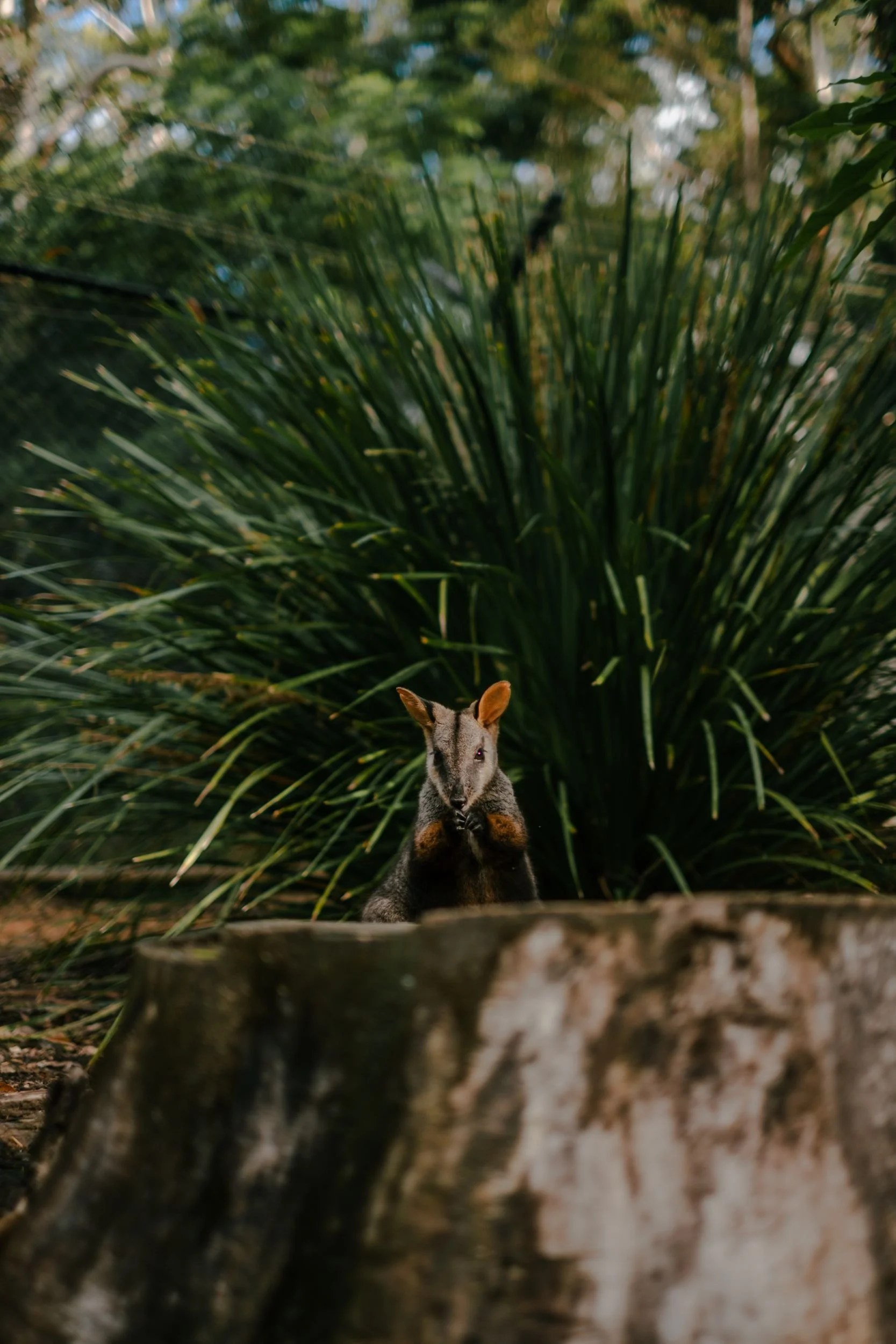 Raego Creative Currumbin Wildlife Sanctuary Photography April 2026-20.jpeg