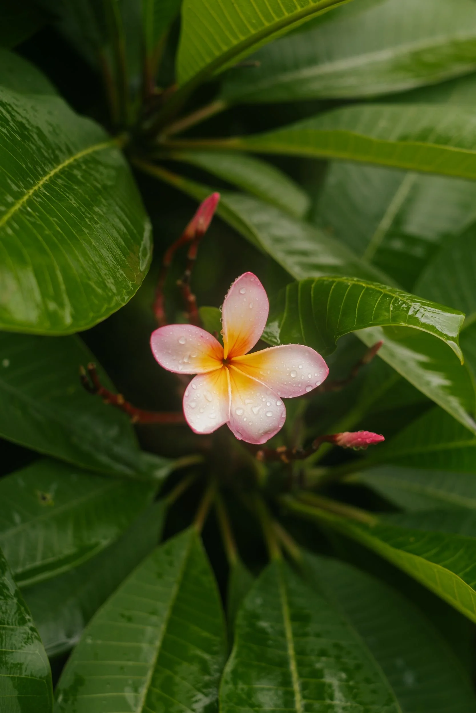 Raego Creative Southern Gold Coast Lifestyle Photography February-April 2026-06.jpeg