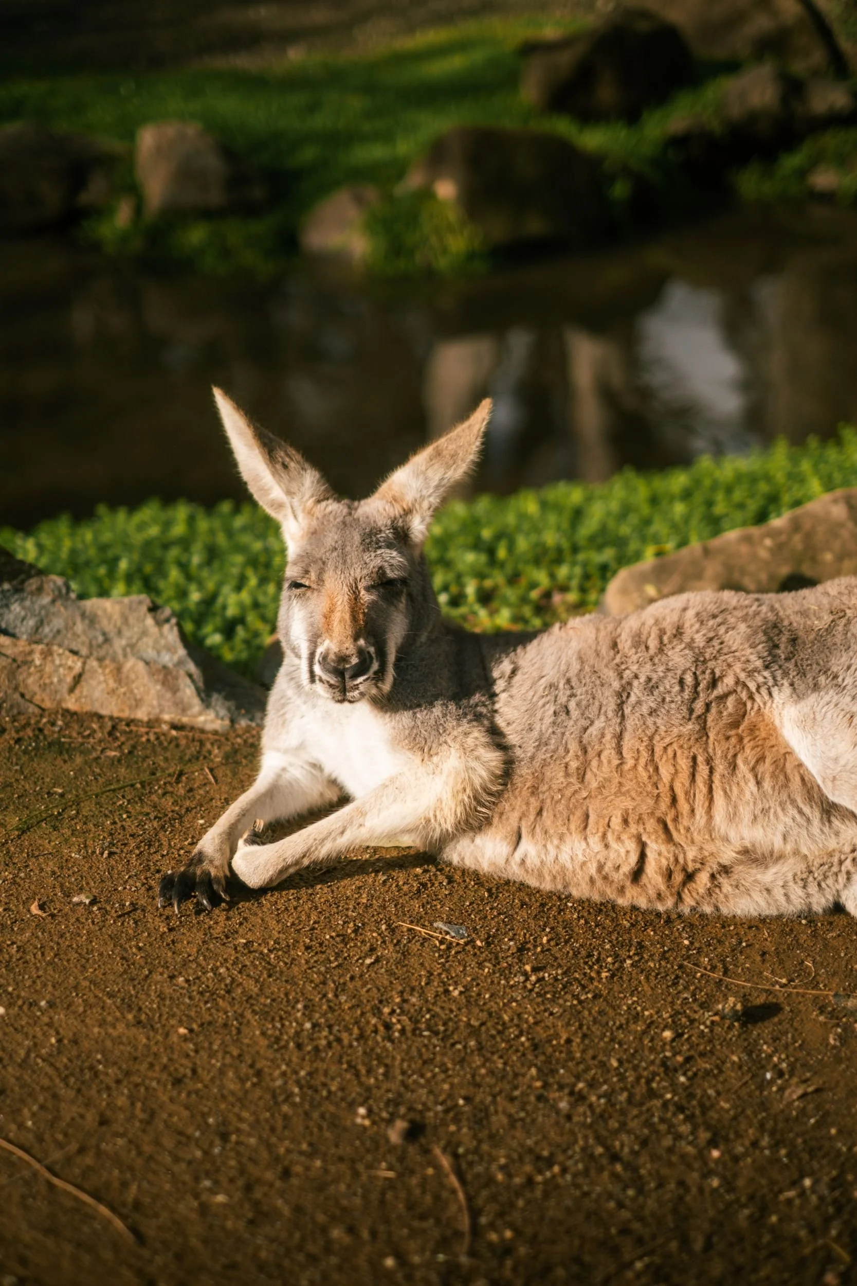 Raego Creative Currumbin Wildlife Sanctuary Photography April 2026-30.jpeg