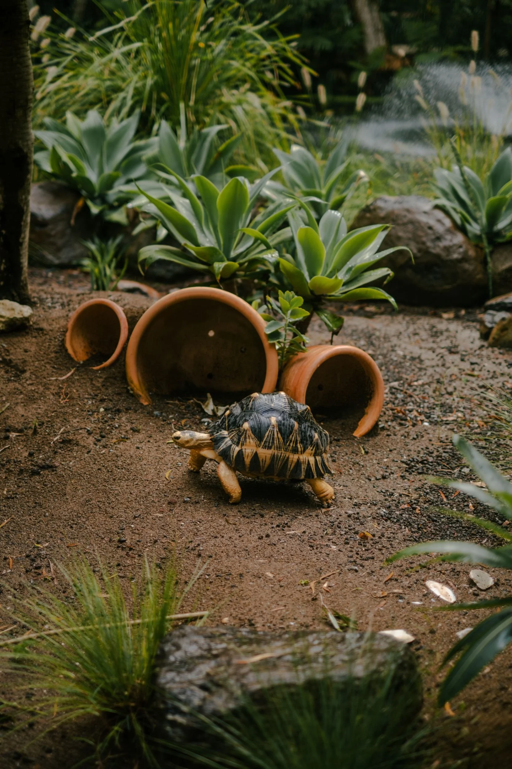 Raego Creative Currumbin Wildlife Sanctuary Photography April 2026-17.jpeg