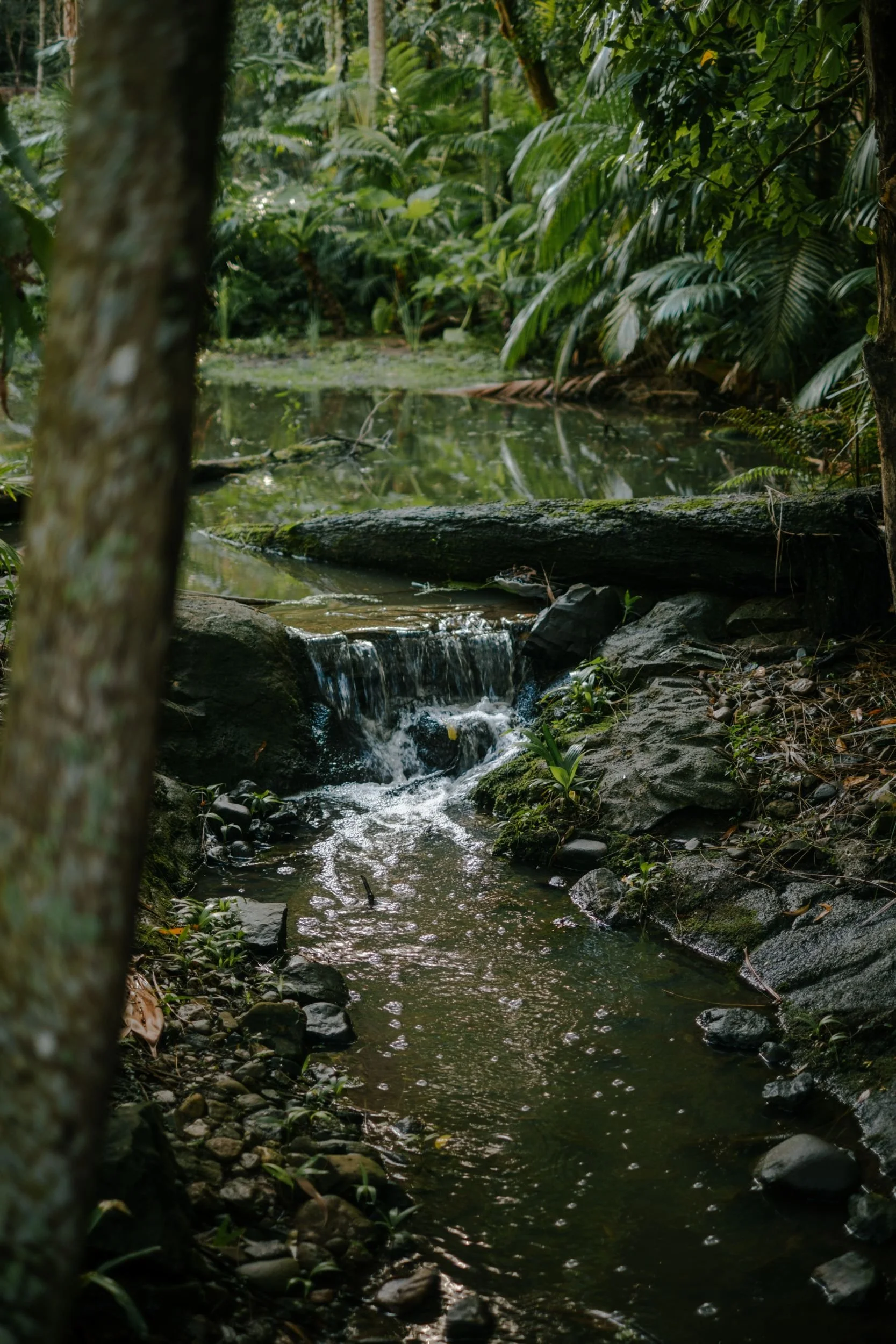 Raego Creative Currumbin Wildlife Sanctuary Photography April 2026-28.jpeg
