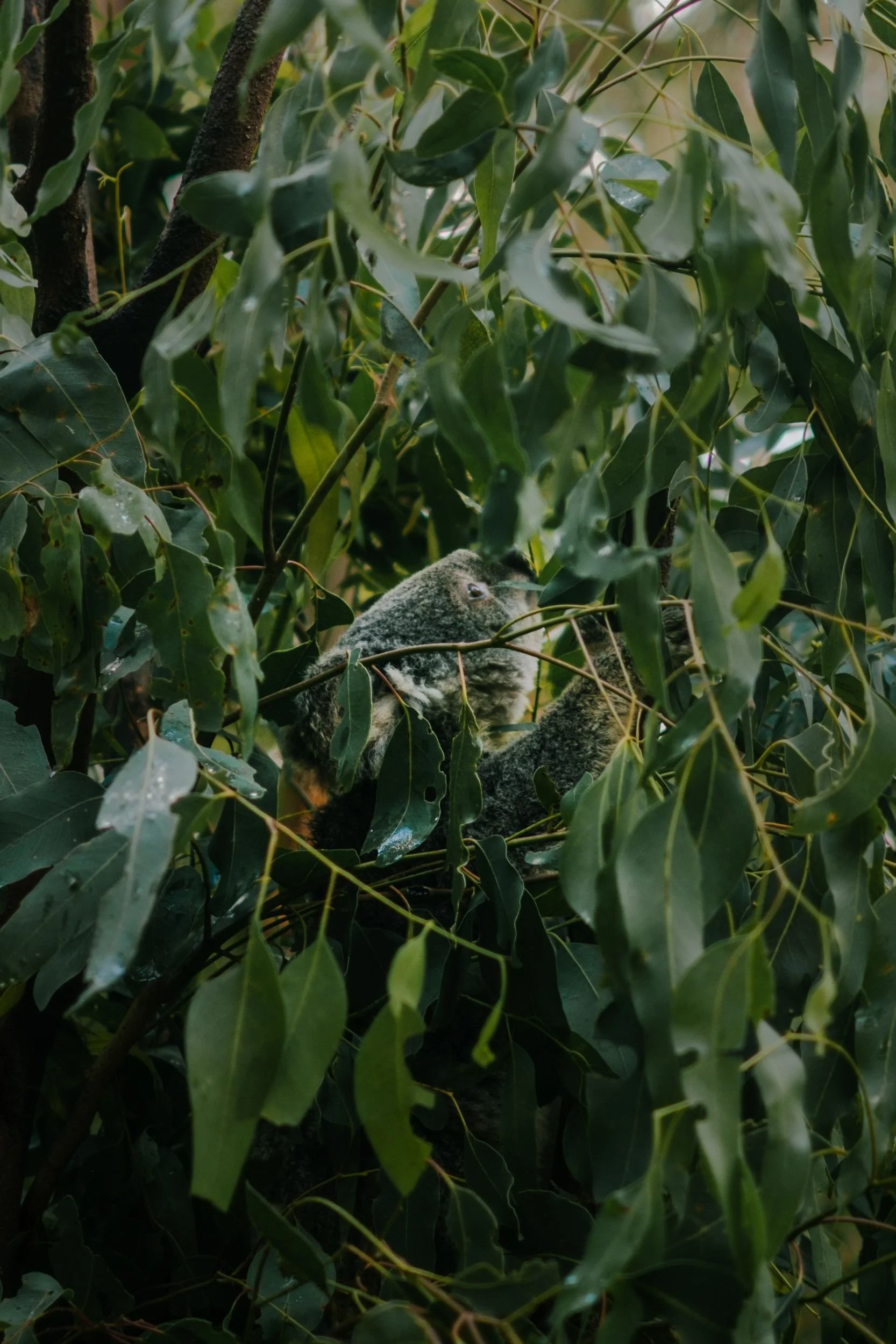 Raego Creative Currumbin Wildlife Sanctuary Photography April 2026-18.jpeg